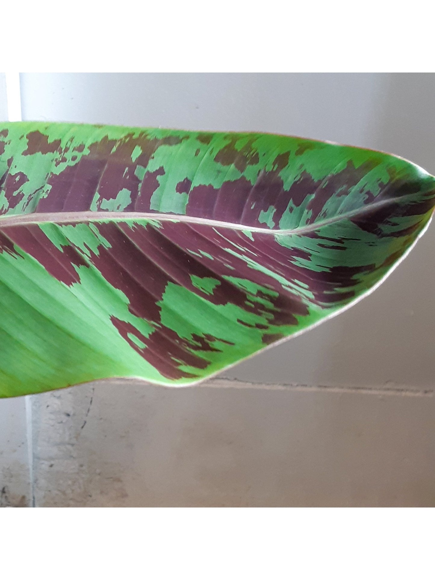 Musa (Bananier) - Alma Plantes