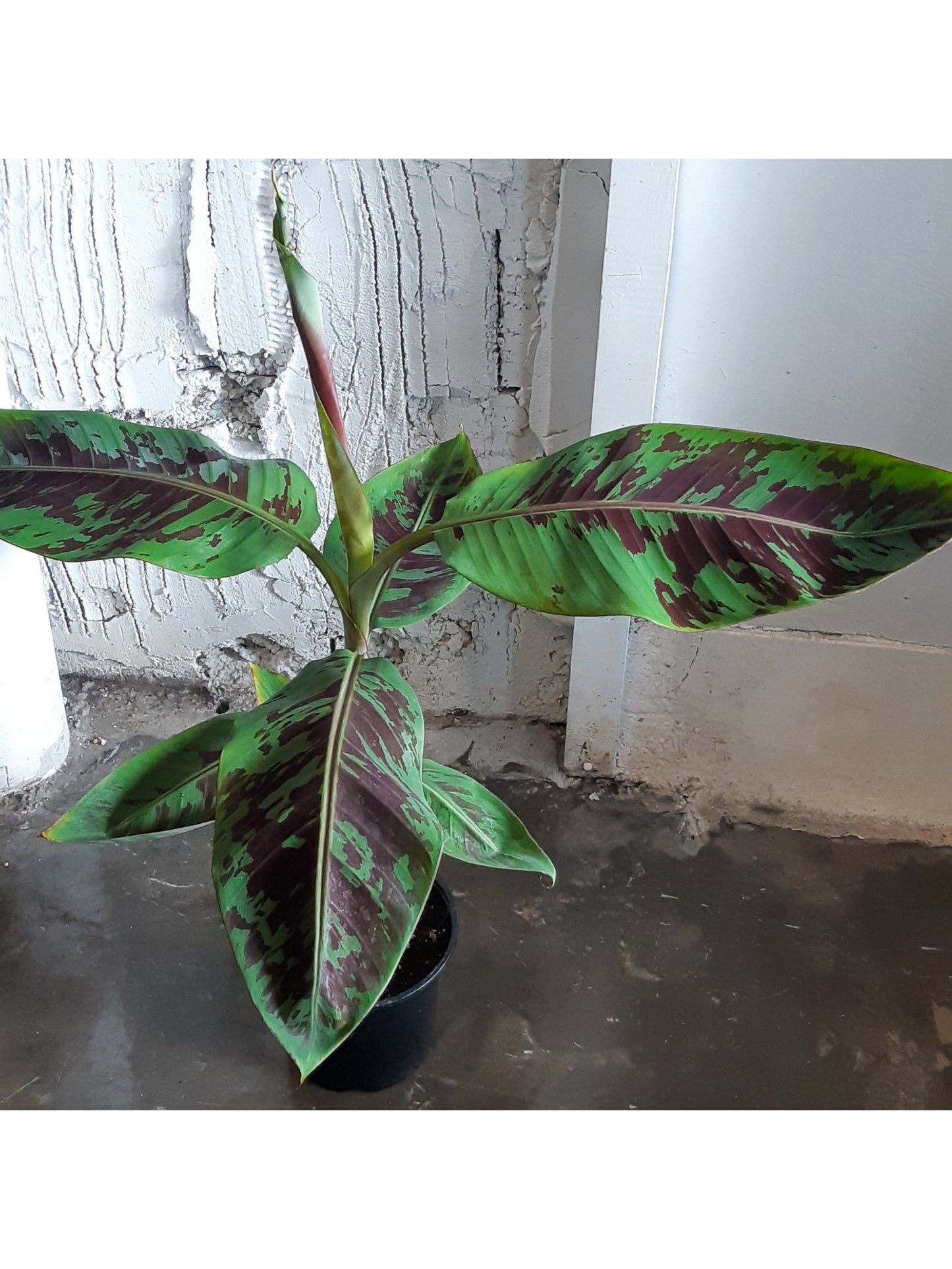 Musa (Bananier) - Alma Plantes