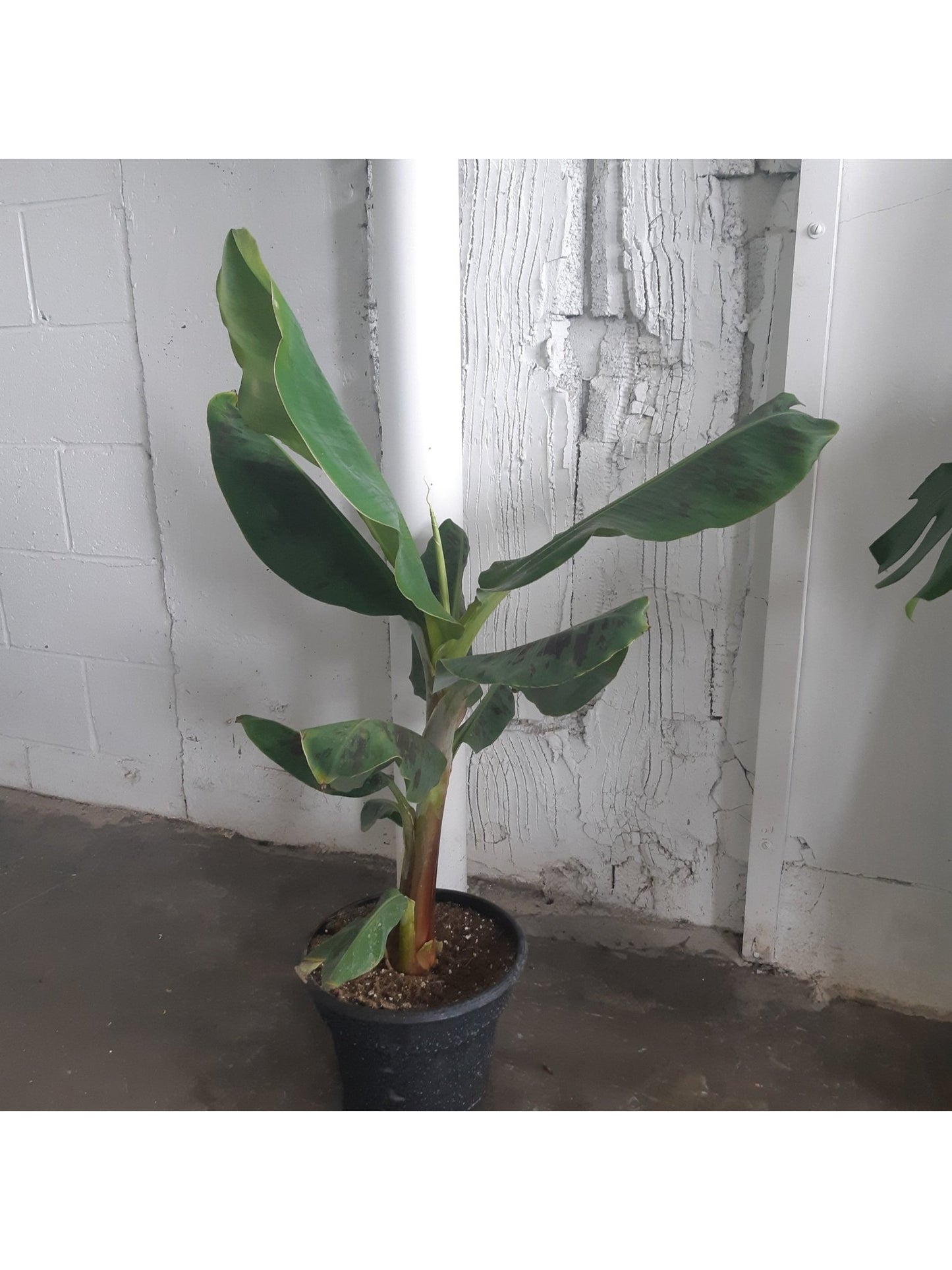 Musa (Bananier) - Alma Plantes