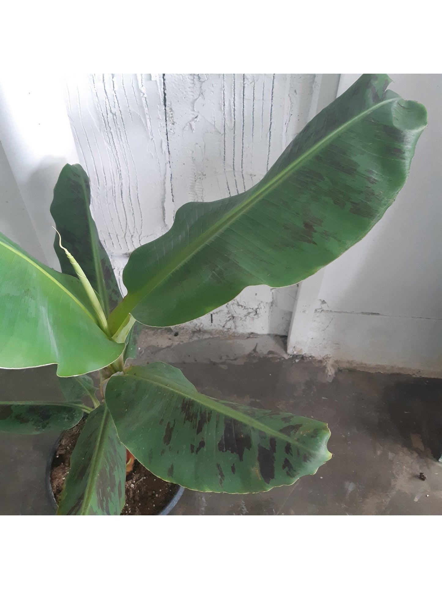 Musa (Bananier) - Alma Plantes