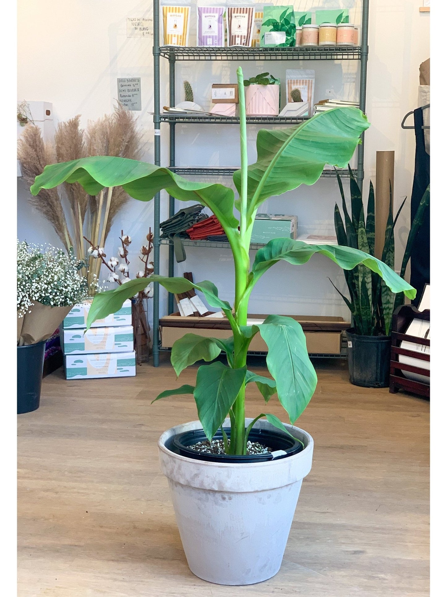 Musa (Bananier) - Alma Plantes