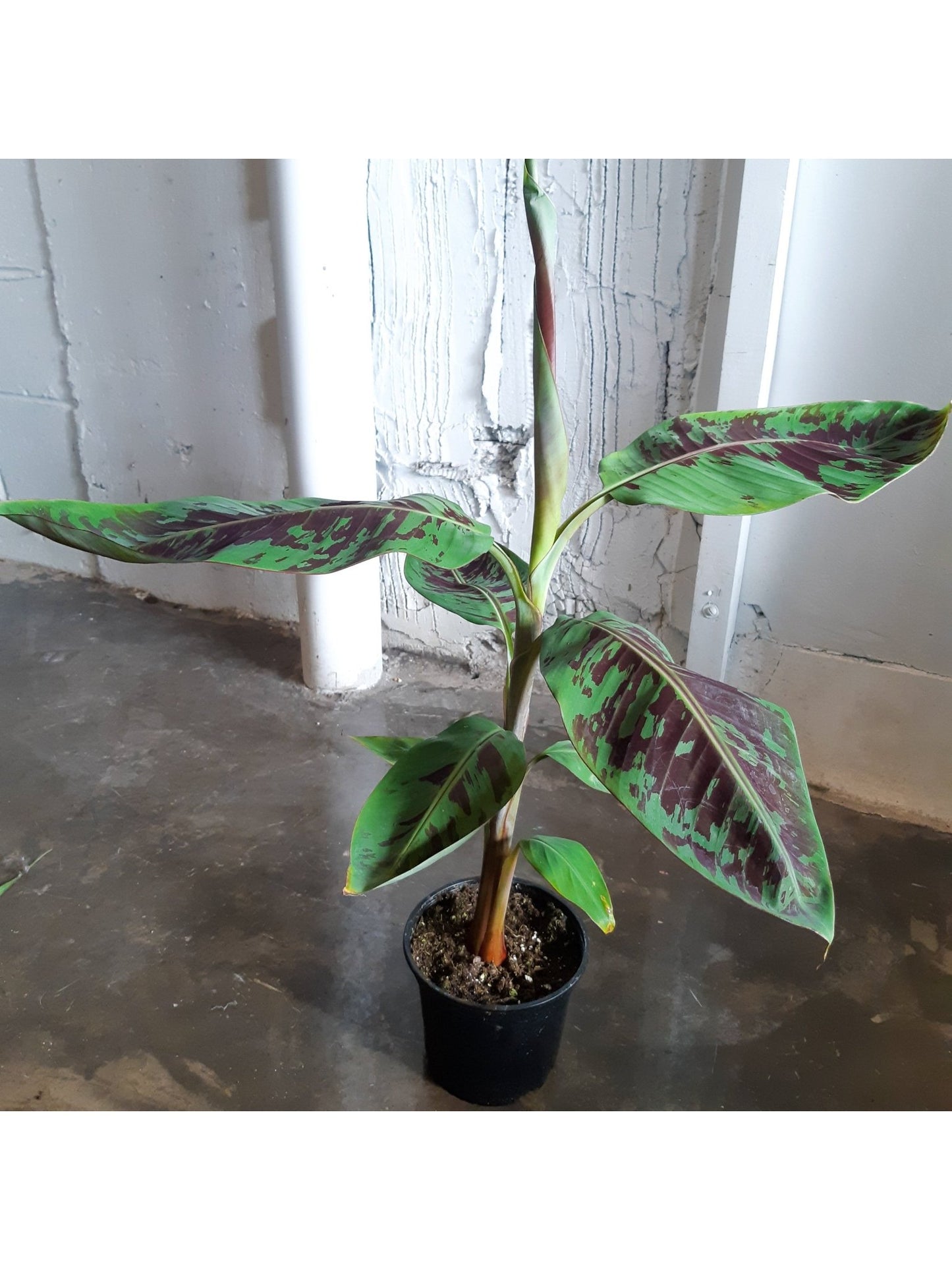 Musa (Bananier) - Alma Plantes