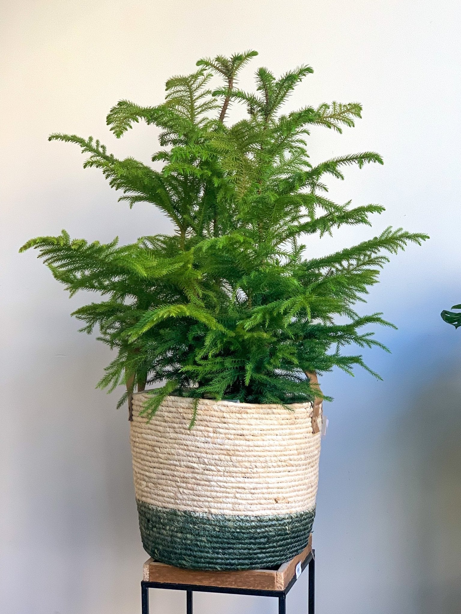 Normand (Pin Norfolk) - Alma Plantes