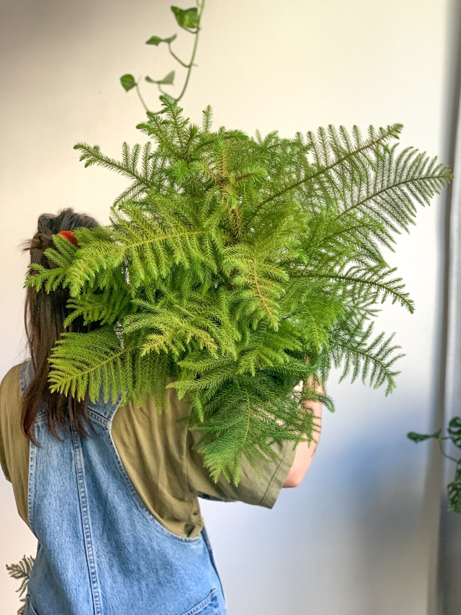 Normand (Pin Norfolk) - Alma Plantes