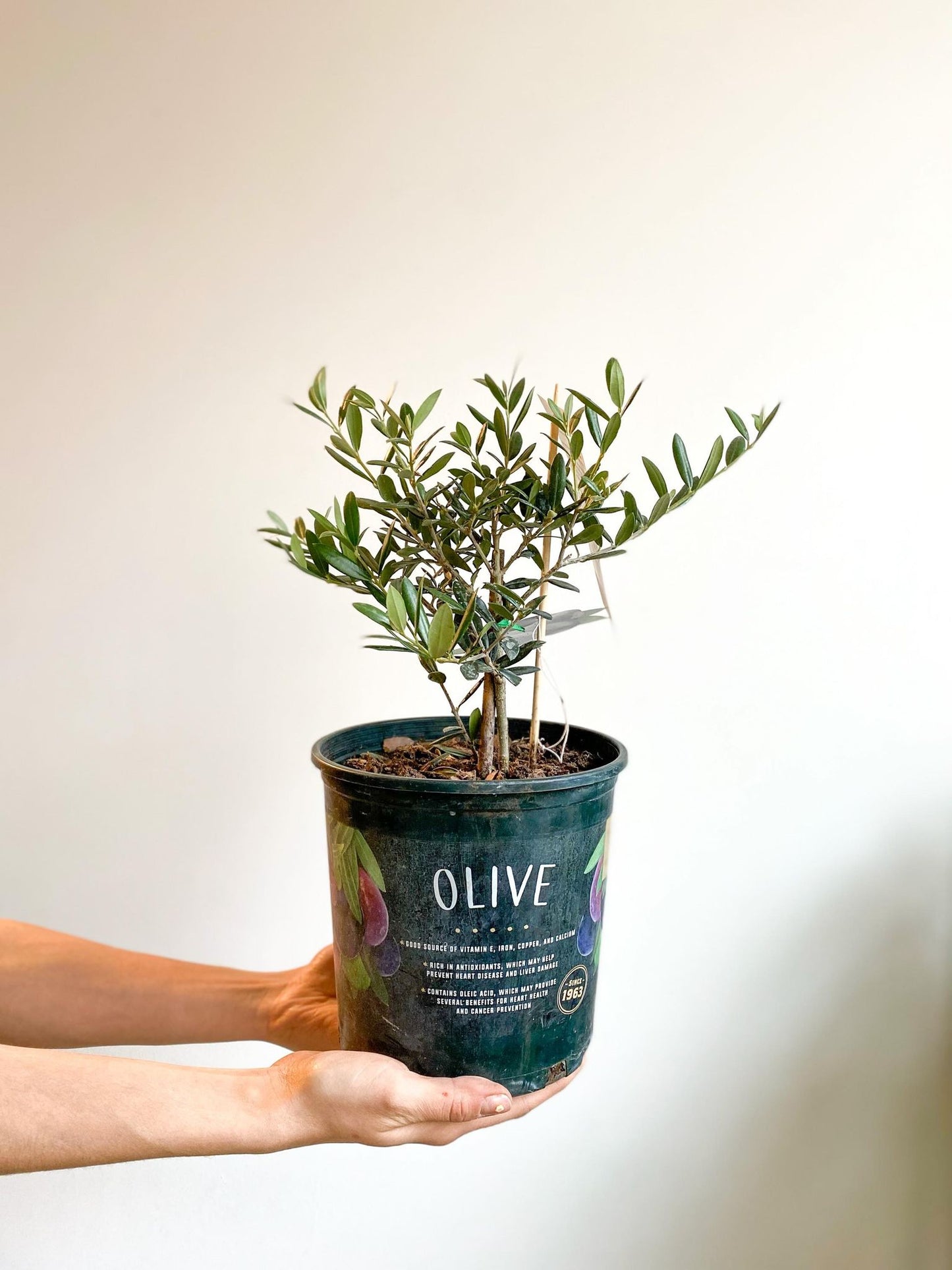 Olea (Olivier) - Alma Plantes