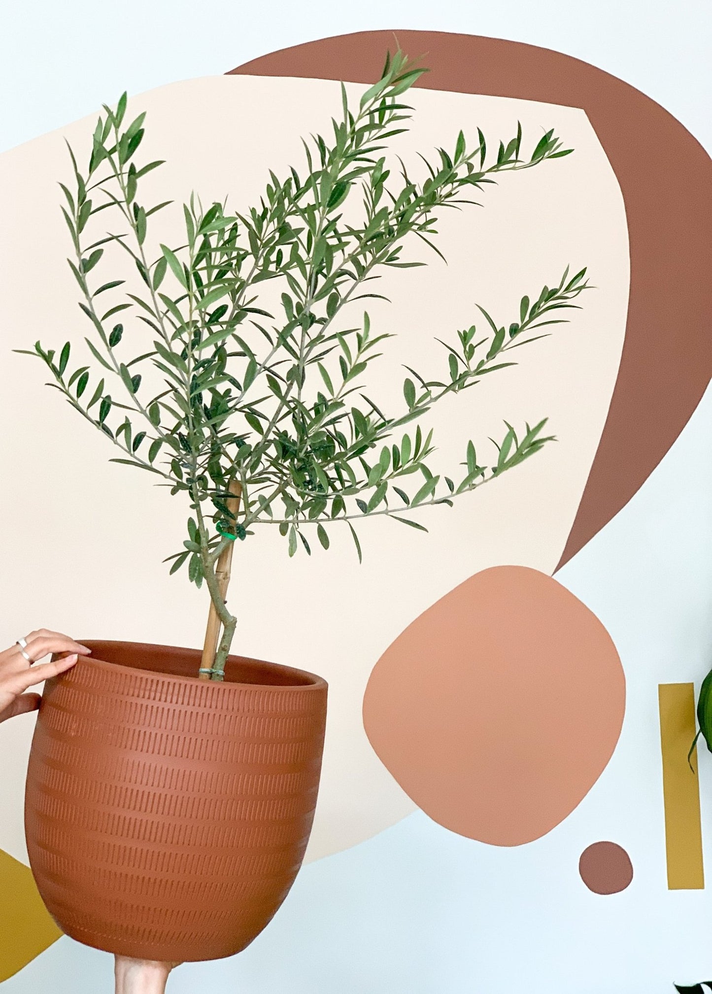 Olea (Olivier) - Alma Plantes