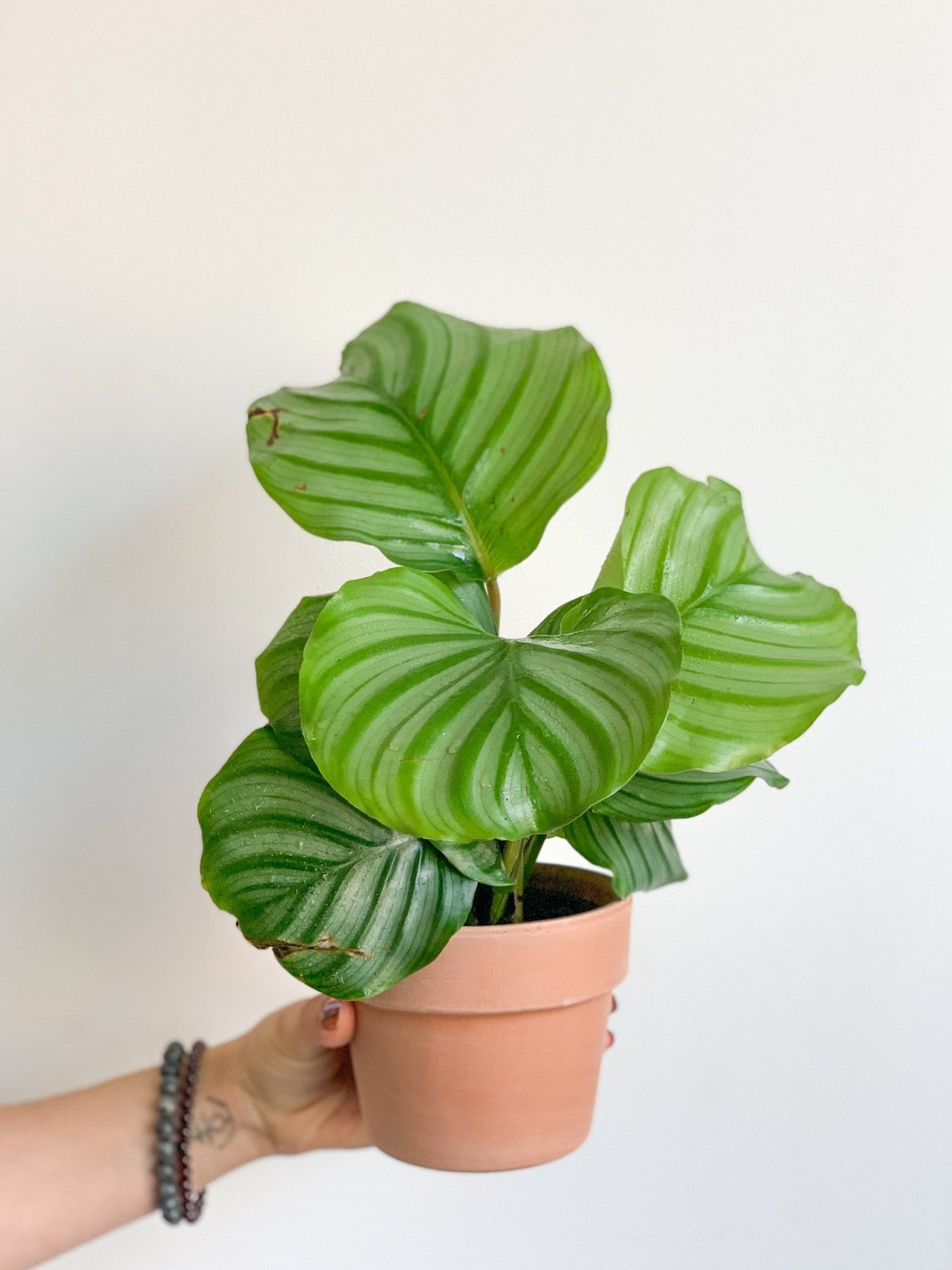 Oskar (Calathea) - Alma Plantes