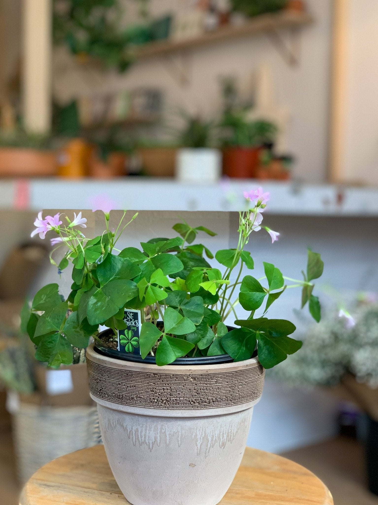 Oxana (Oxalis) - Alma Plantes