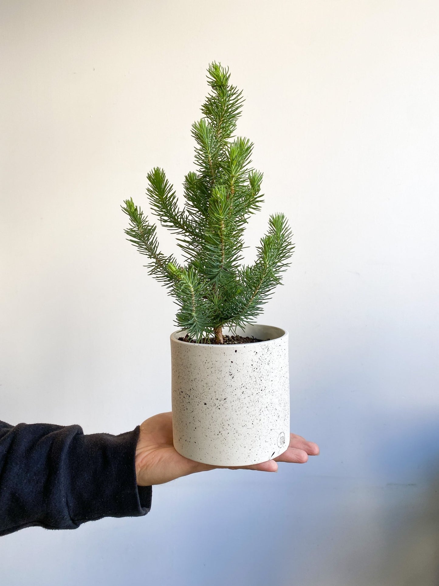 Pamela (Pin Parasol) - Alma Plantes