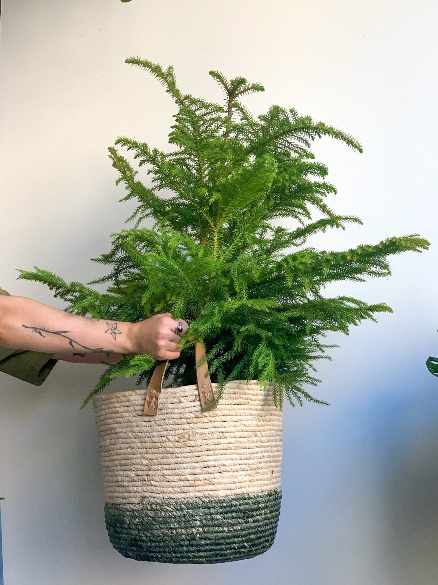 Panier en osier - Vert & Naturel - Alma Plantes