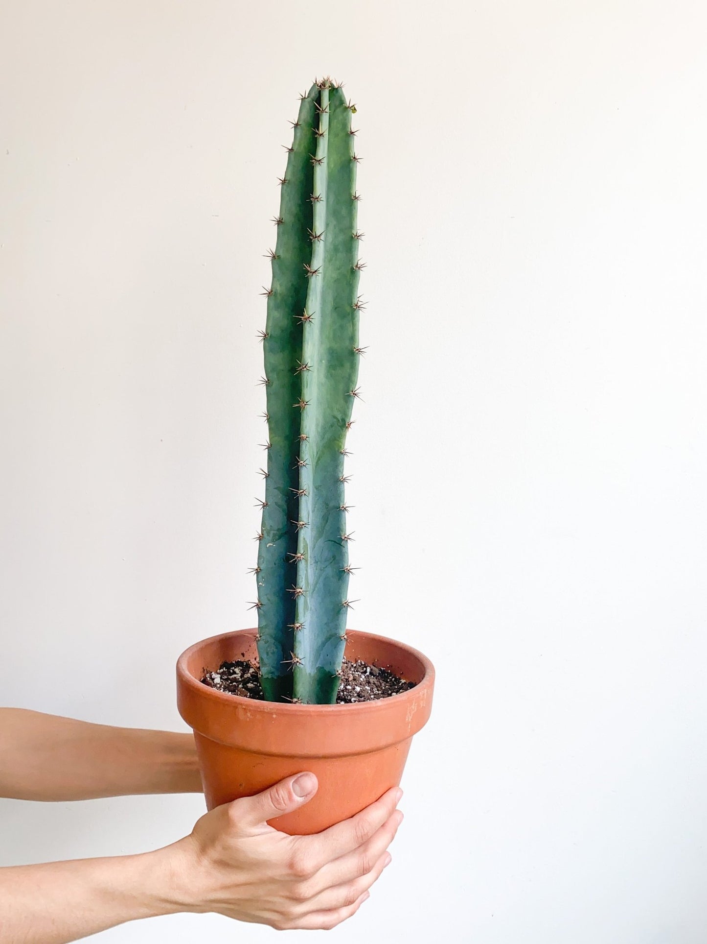 Perú (Cereus) - Alma Plantes
