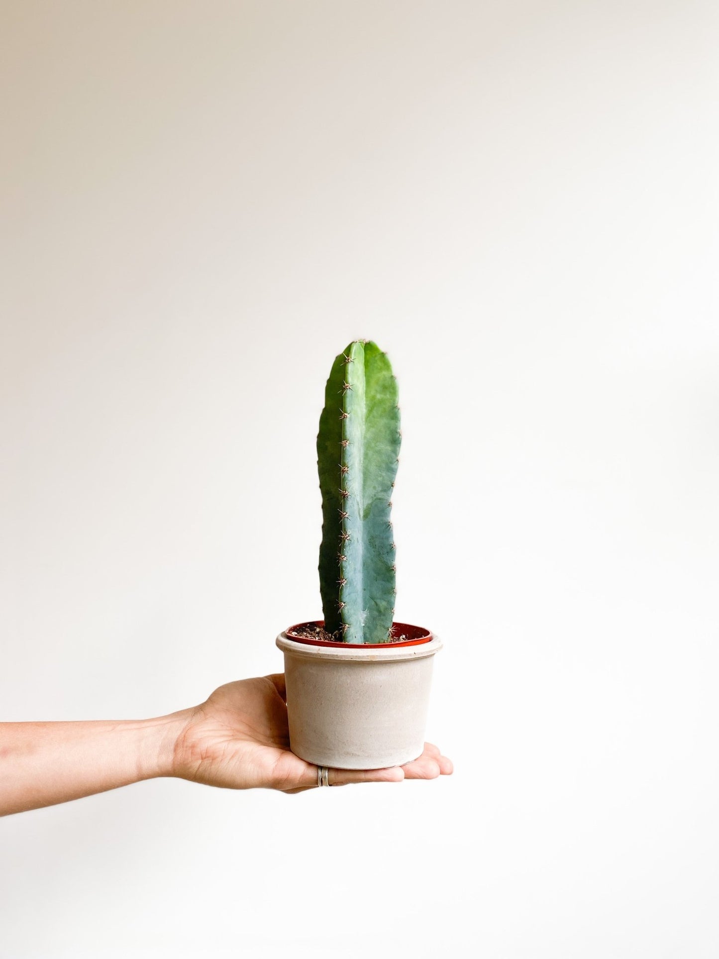 Perú (Cereus) - Alma Plantes