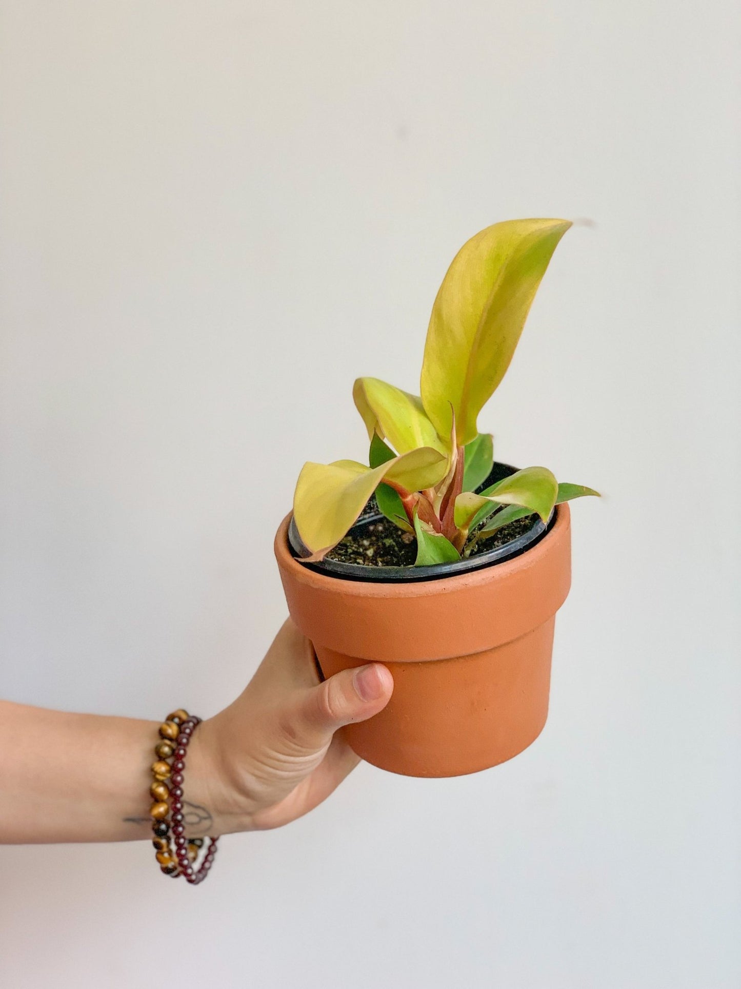 Philippine (Philodendron) - Alma Plantes