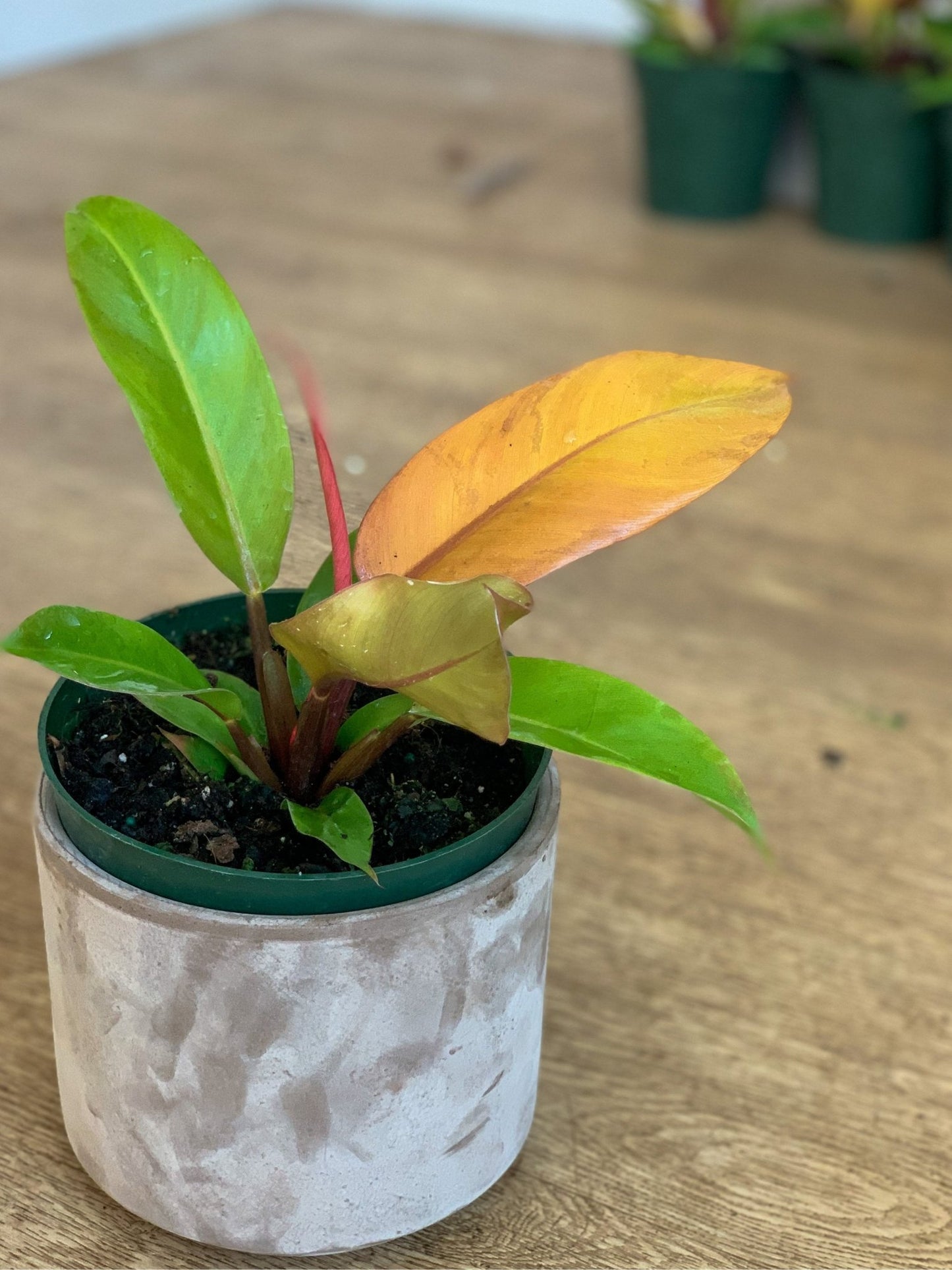 Philippine (Philodendron) - Alma Plantes