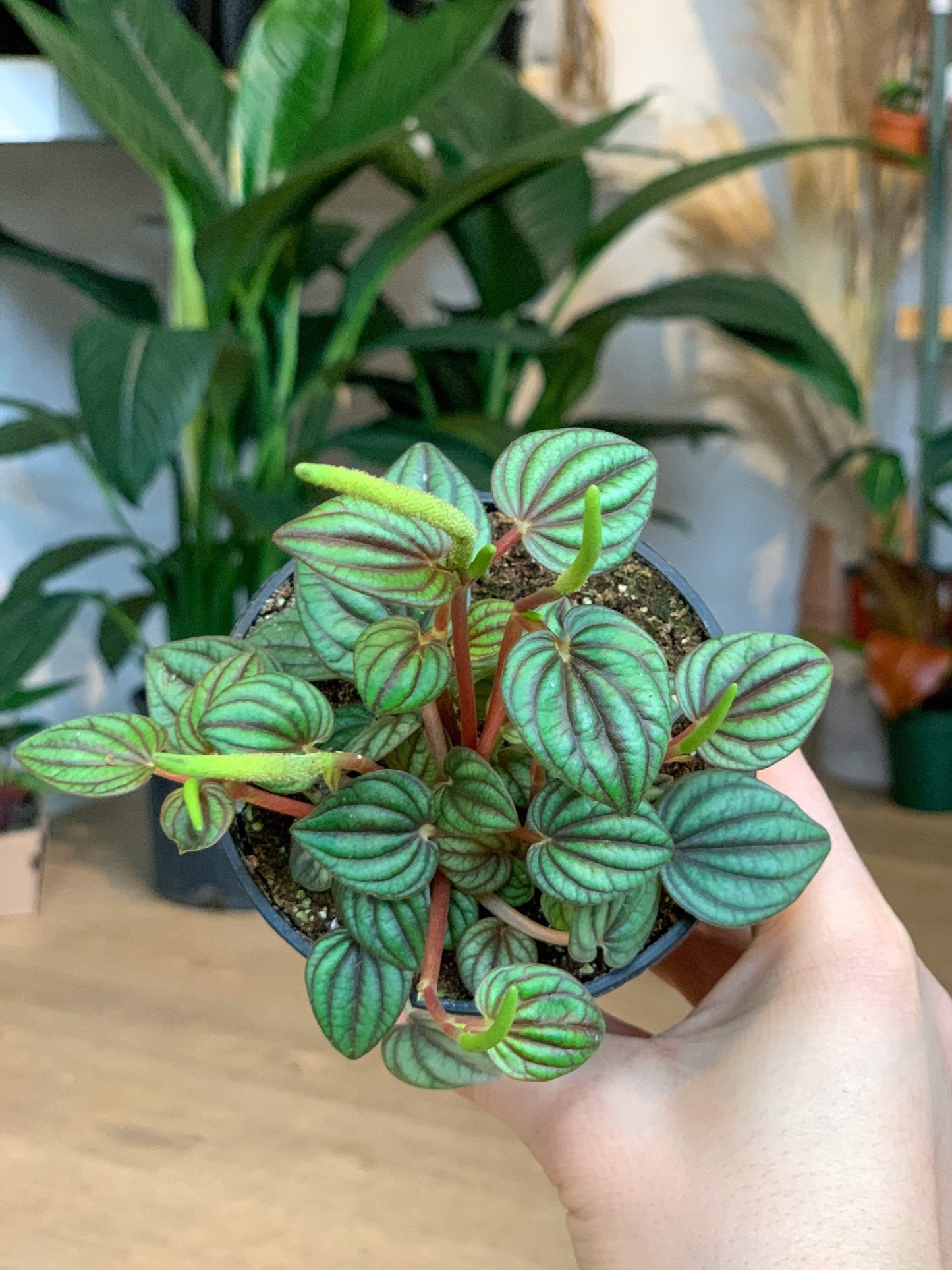 Piccolo (Peperomia) - Alma Plantes