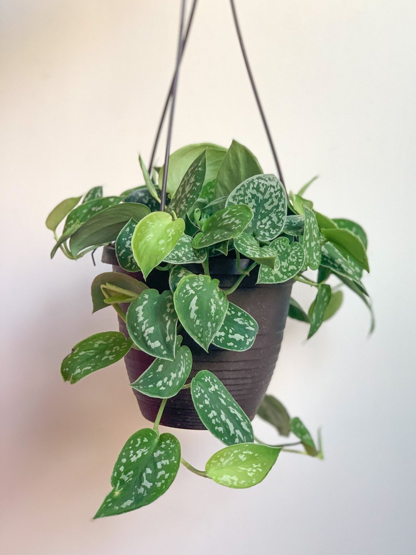 Pierre (Scindapsus) - Alma Plantes