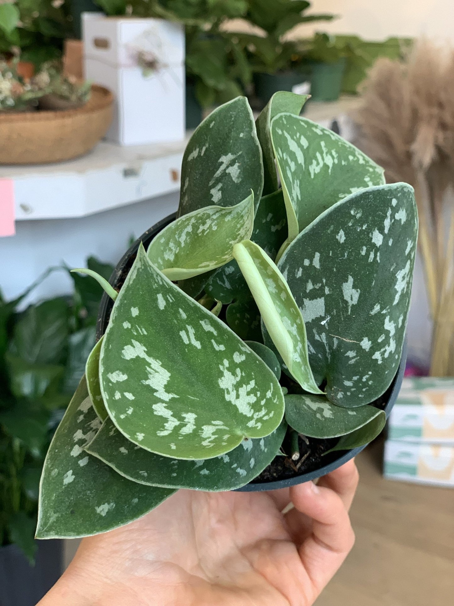 Pierre (Scindapsus) - Alma Plantes