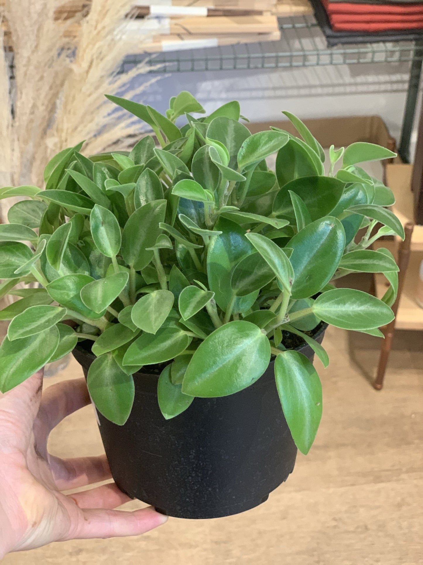 Pixie (Peperomia) - Alma Plantes