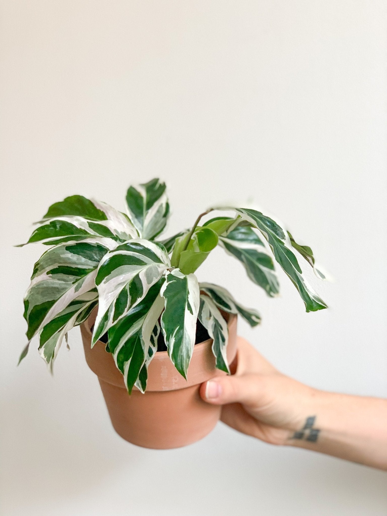 Polina (Calathea) - Alma Plantes