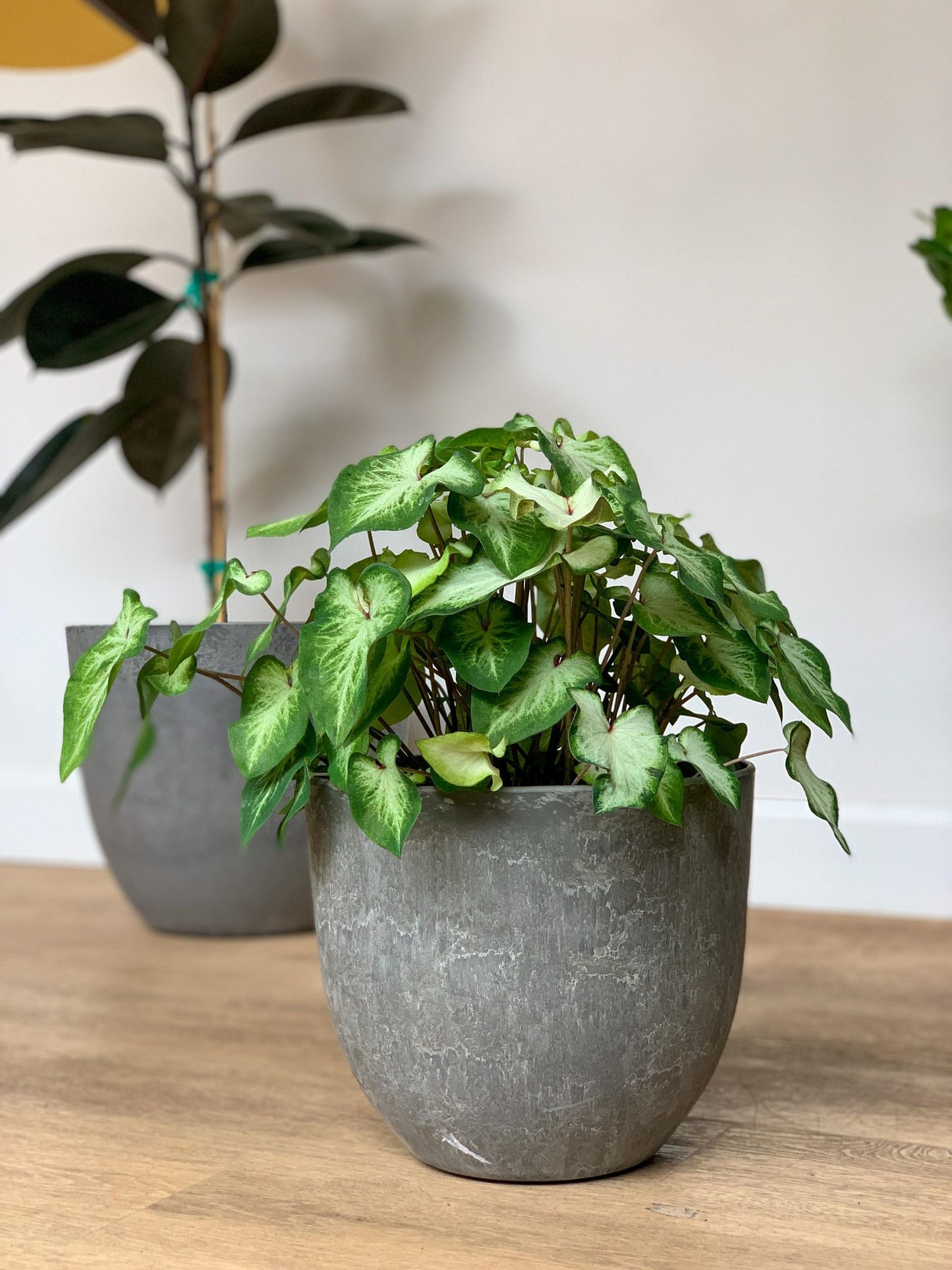 Pot Bola gris - Alma Plantes