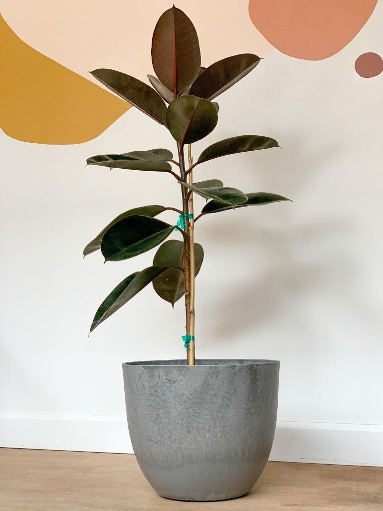 Pot Bola gris - Alma Plantes