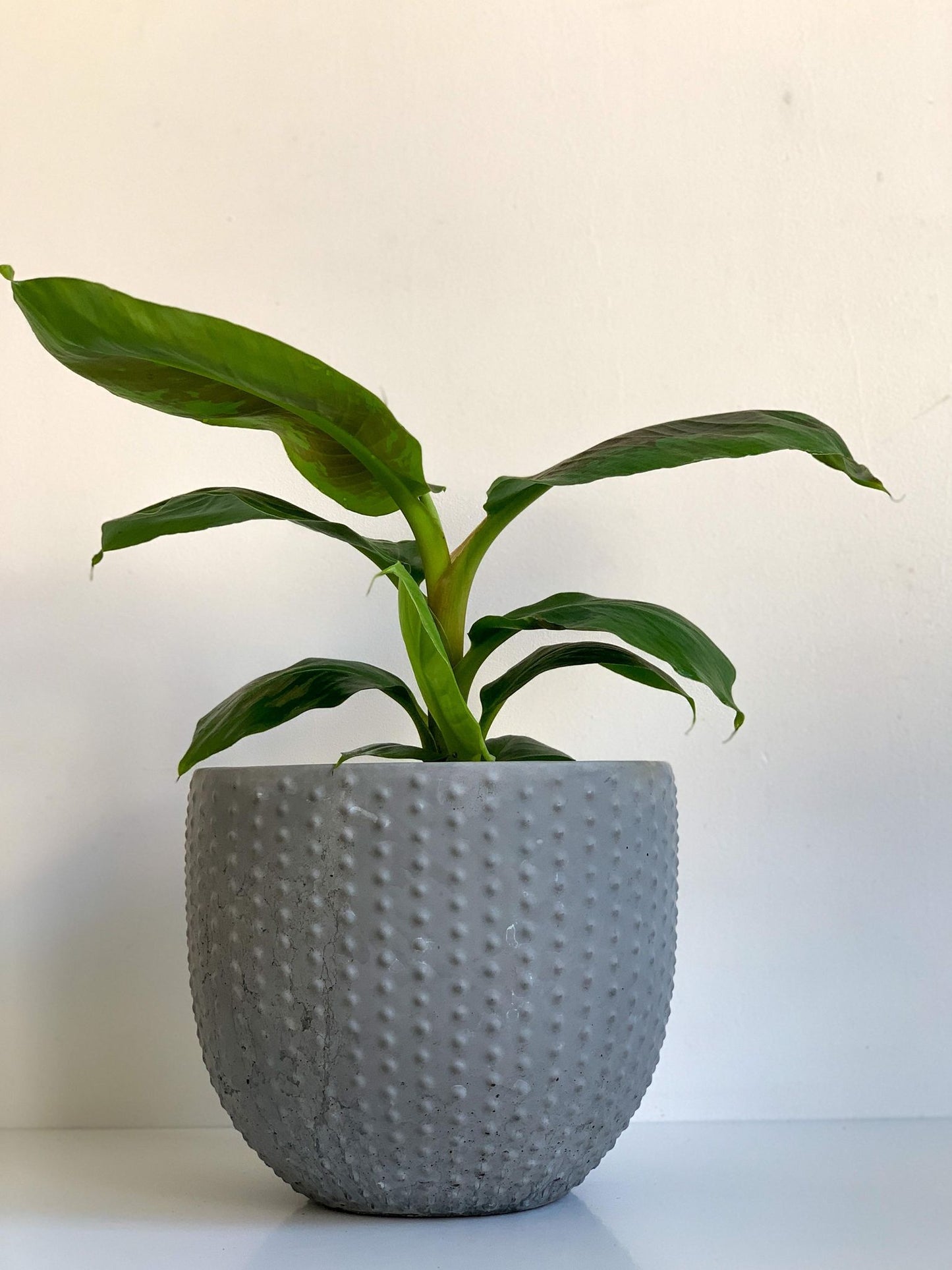 Pot en béton 'Perle' - Alma Plantes