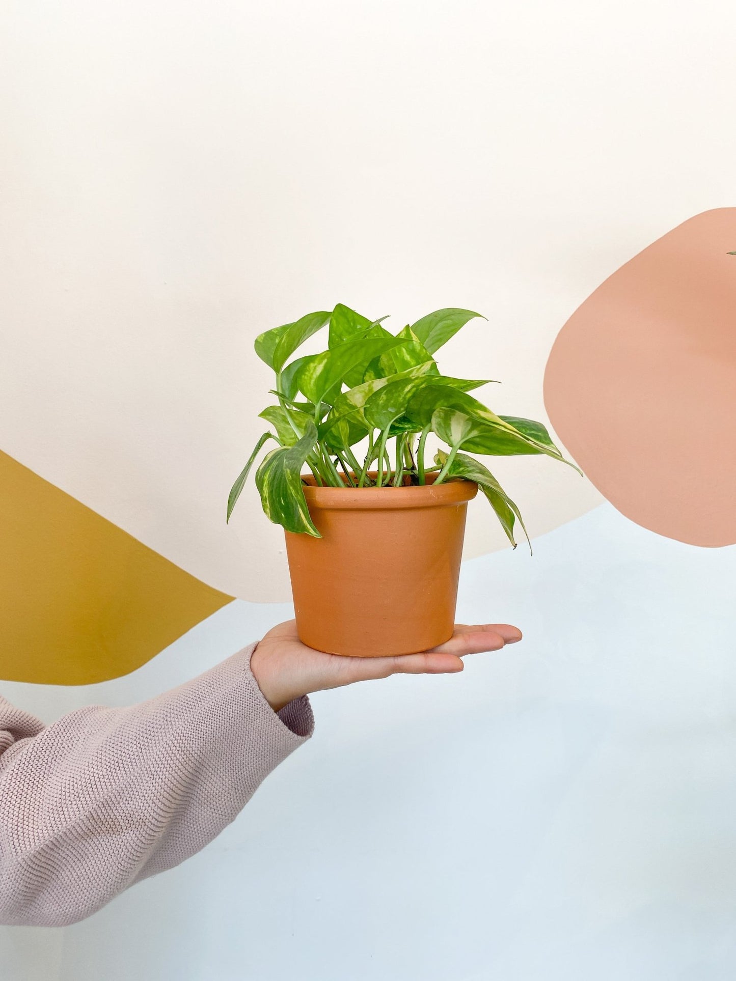 Pot en terre cuite cylindre - Alma Plantes