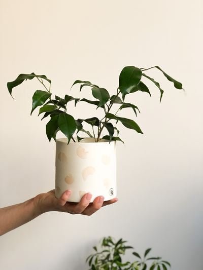 Pot lune macaroni - Alma Plantes