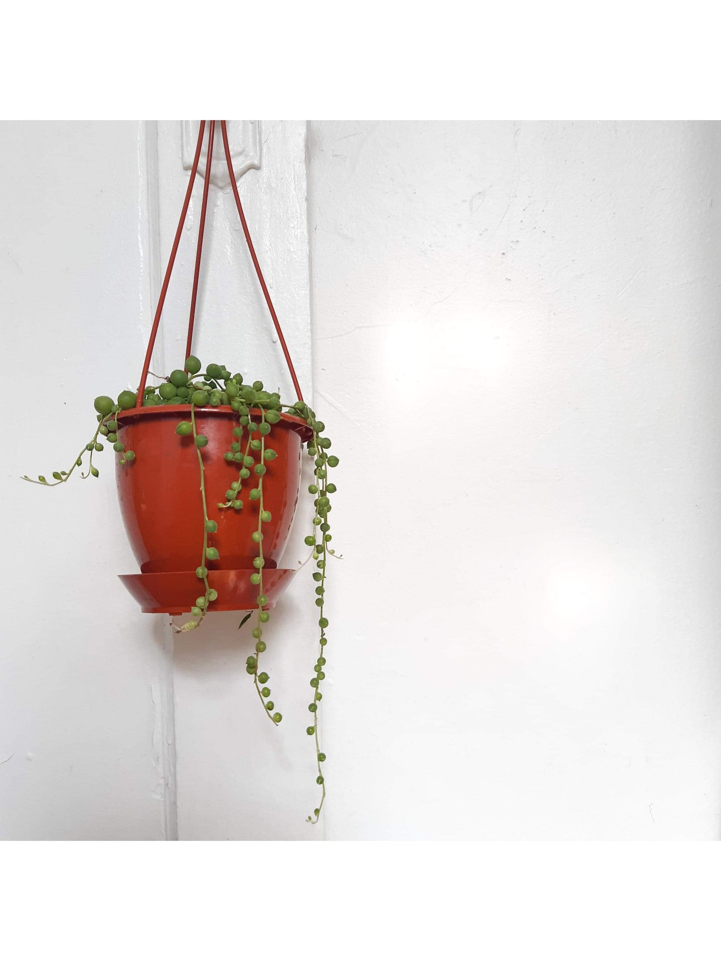 Mr. Bean (Senecio) 5.5 Po. Suspendu