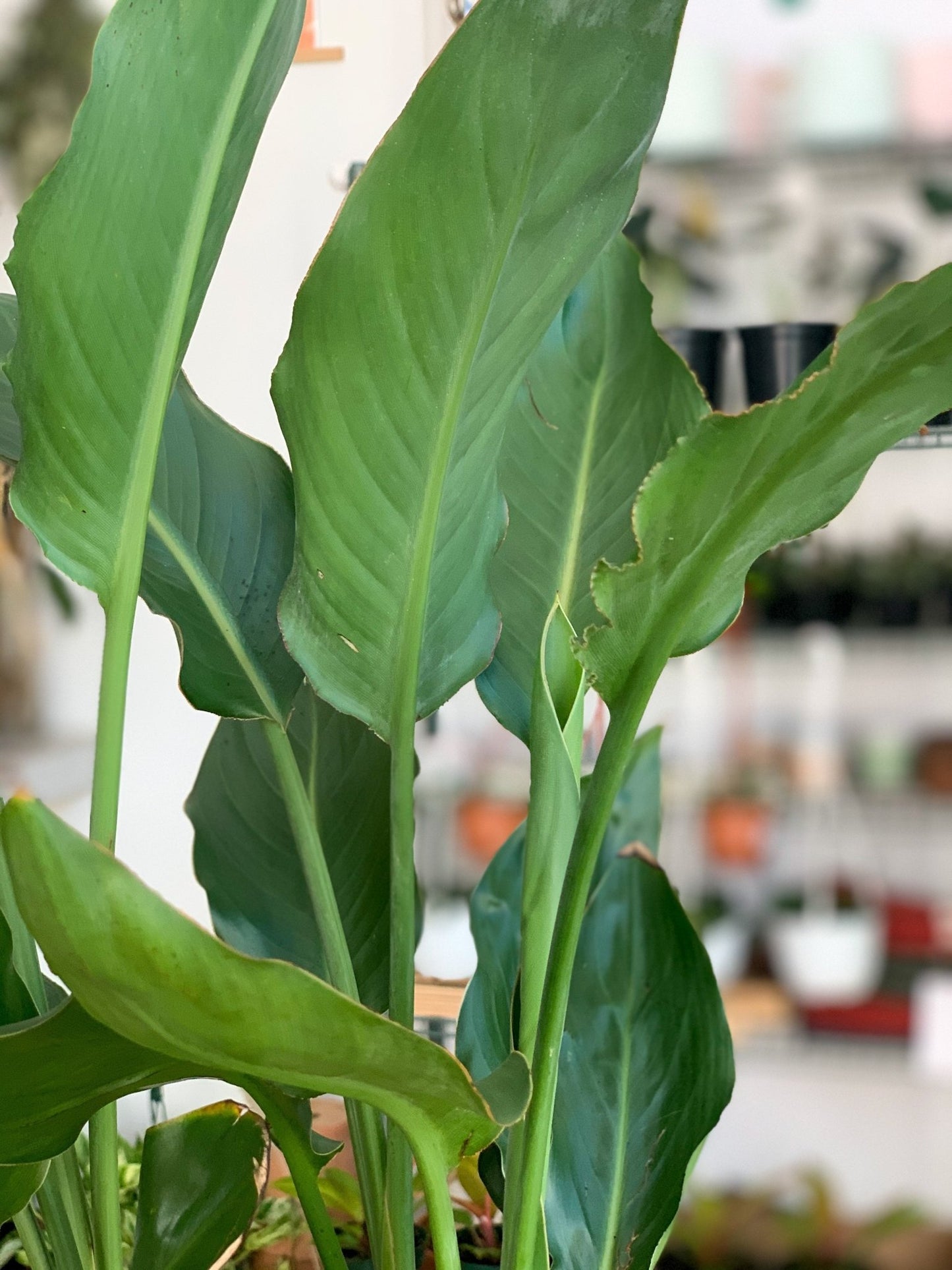 Regine (Strelitzia) - Alma Plantes