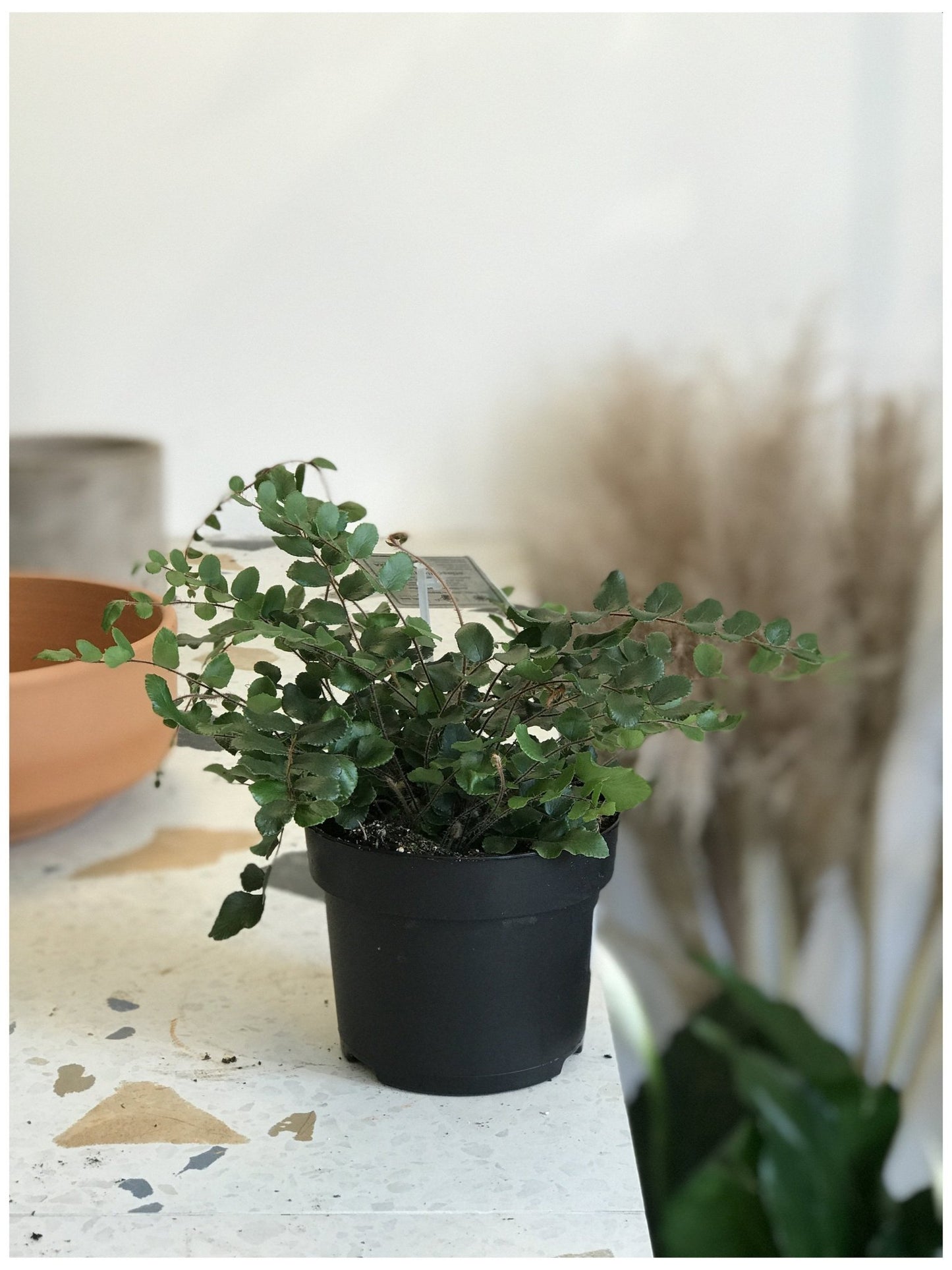 Rémi (fougère) - Alma Plantes