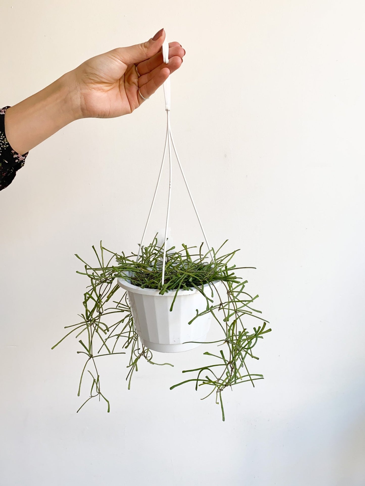 Retusa (Hoya) - Alma Plantes