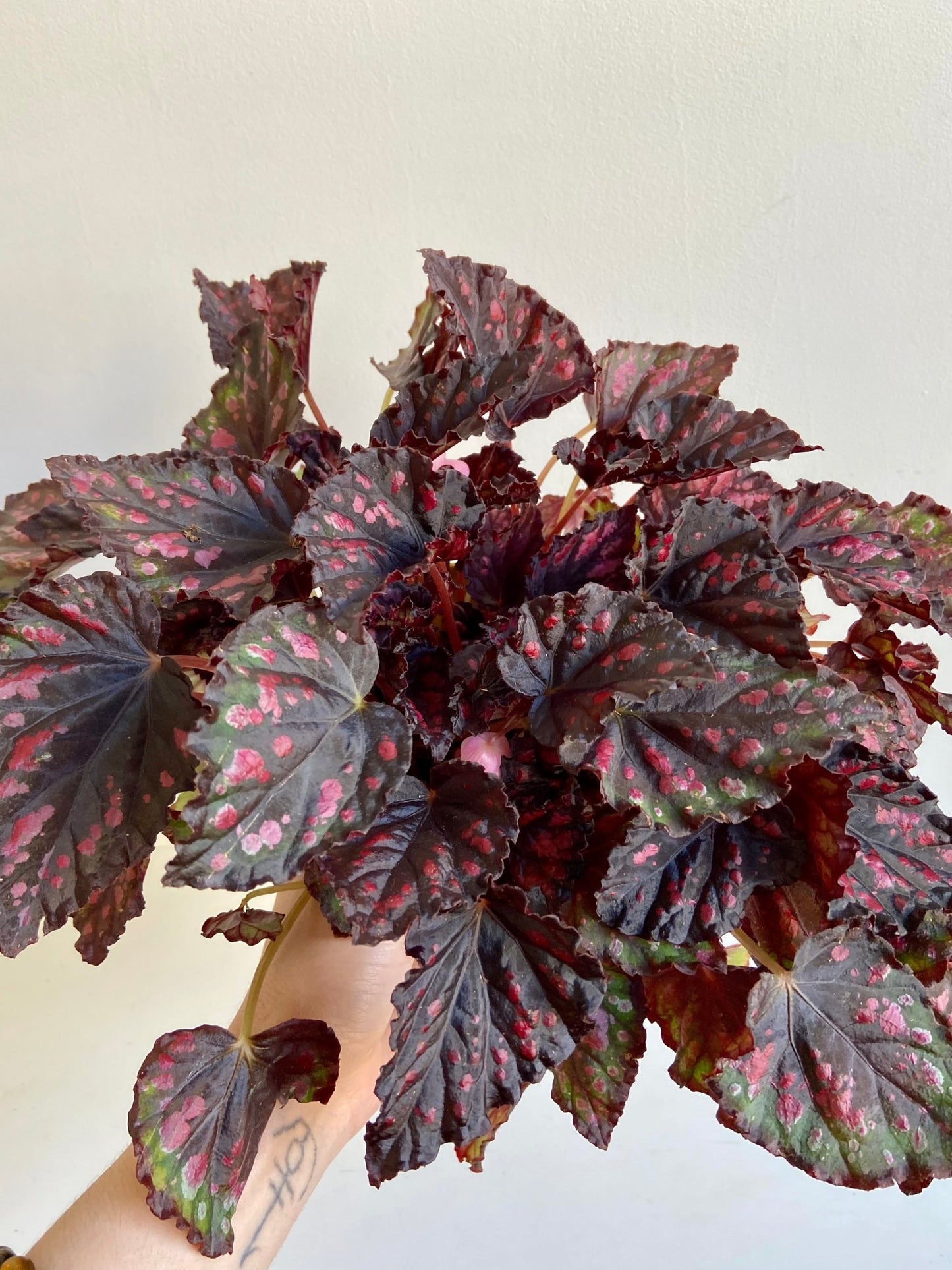 Rexie (Begonia) - Alma Plantes