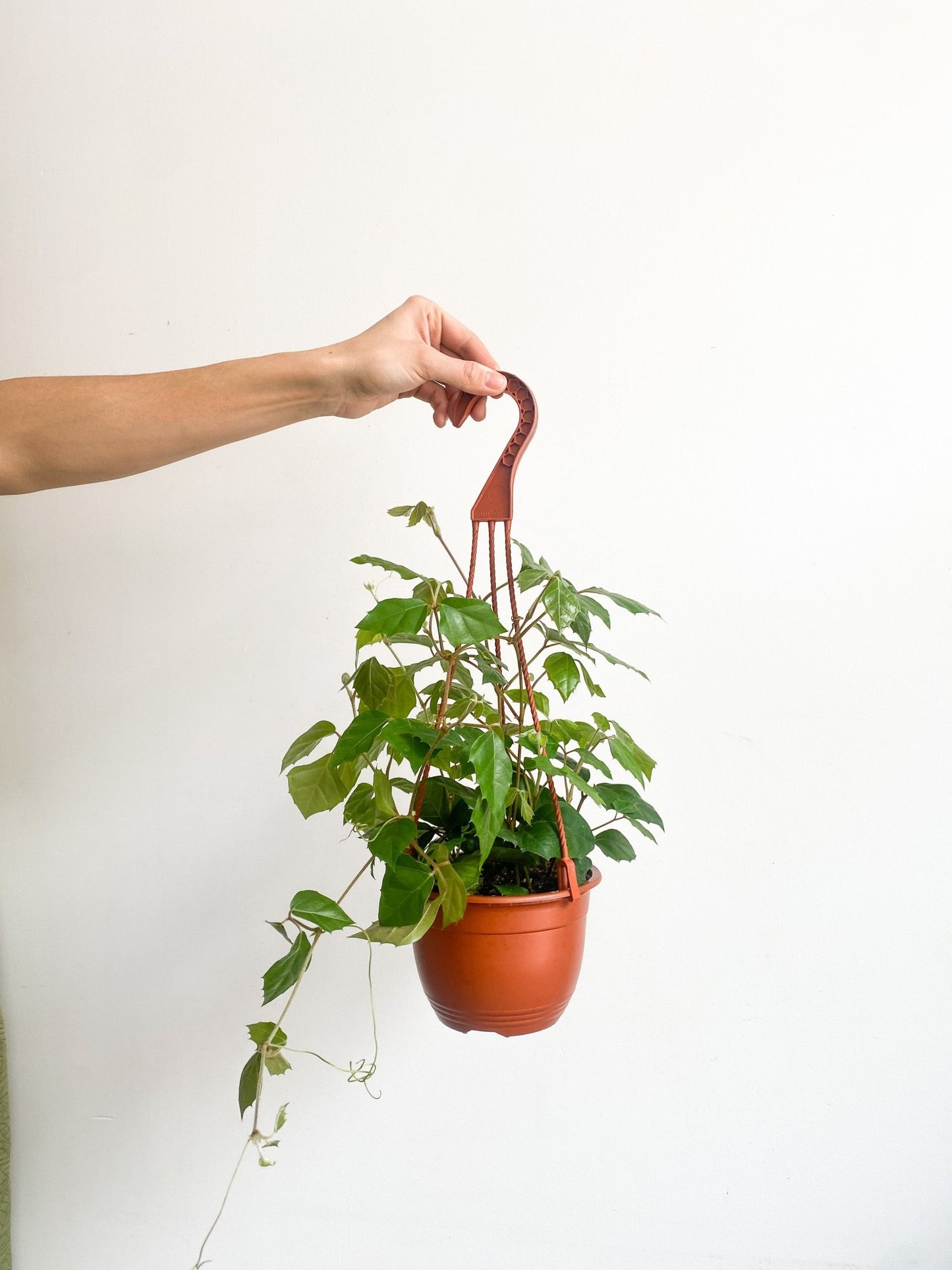 Rhombus (Cissus) - Alma Plantes