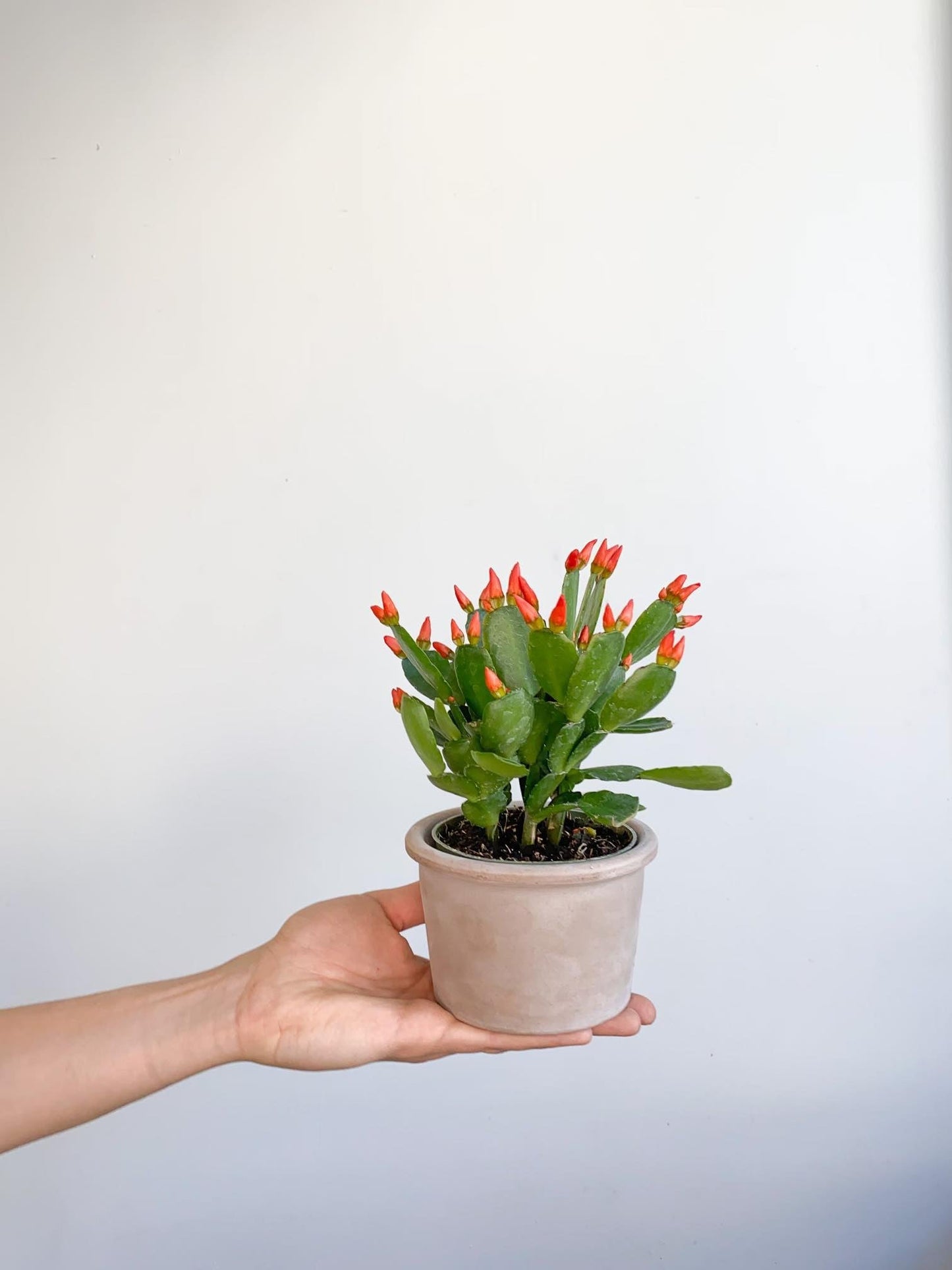 Ricardo (Rhipsalidopsis) - Alma Plantes