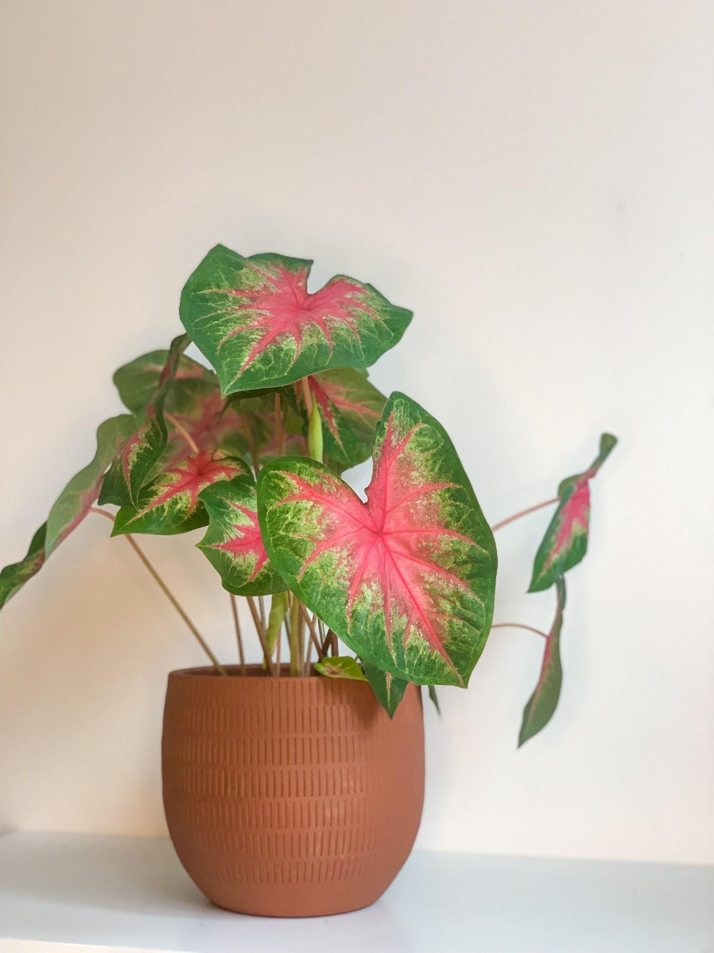 Rihanna (Caladium) - Alma Plantes
