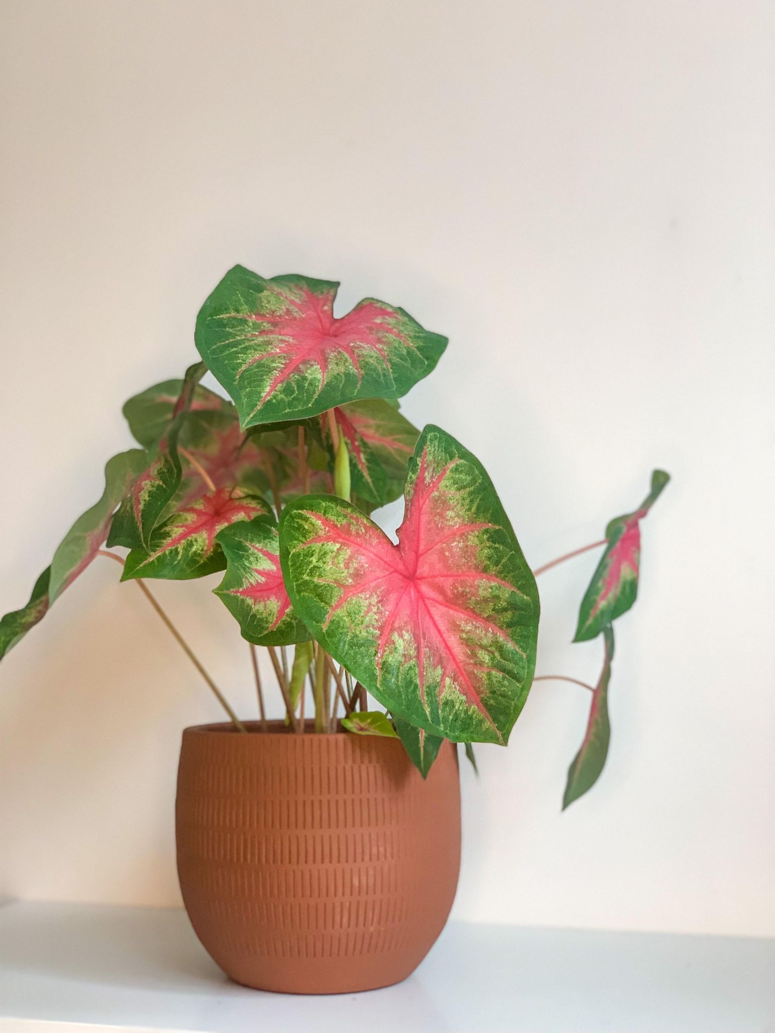 Rihanna (Caladium) - Alma Plantes