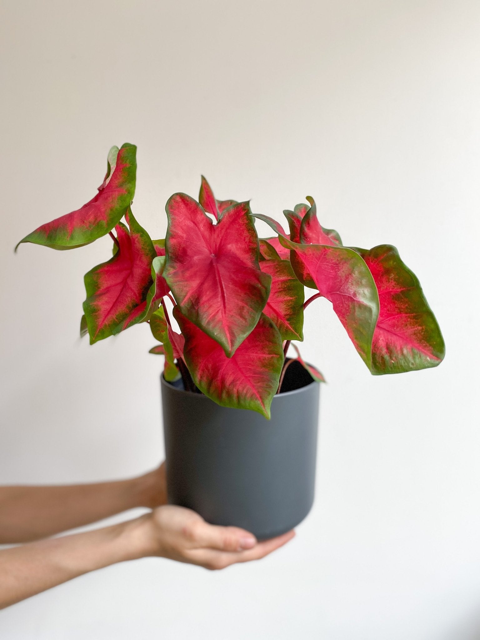 Rihanna (Caladium) - Alma Plantes