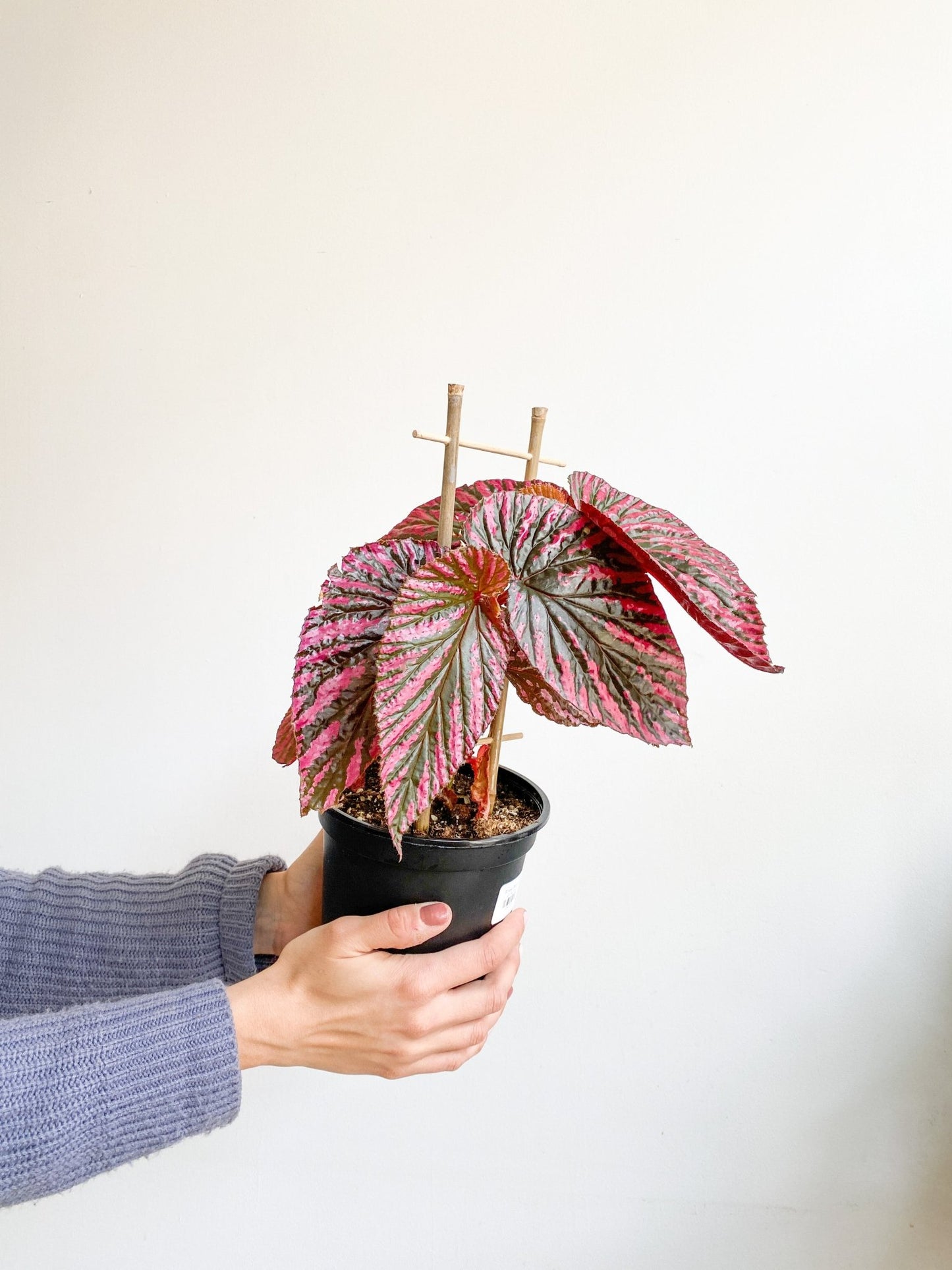 Rimosa (Begonia) - Alma Plantes