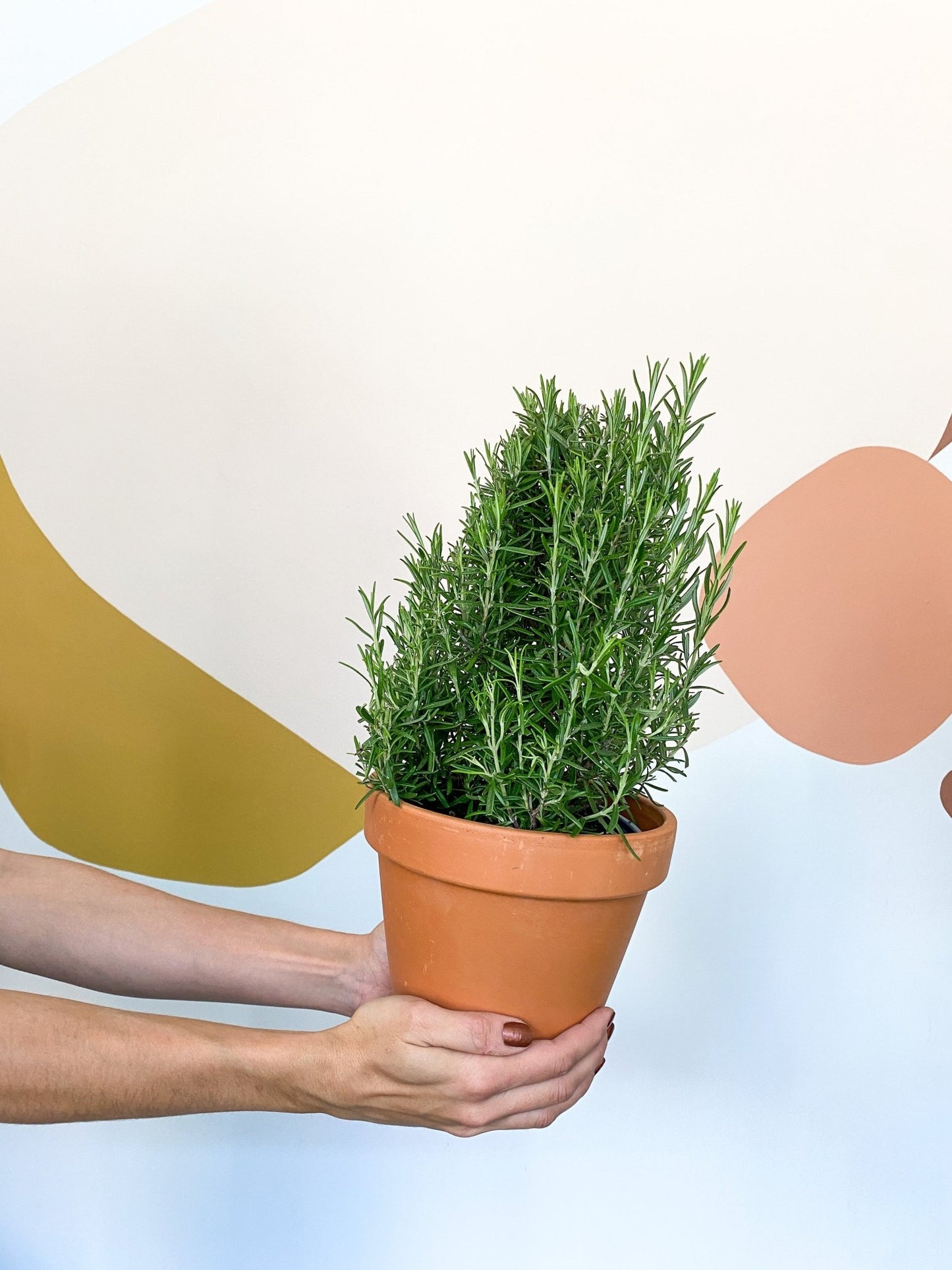 Rosemarie (Romarin) - Alma Plantes