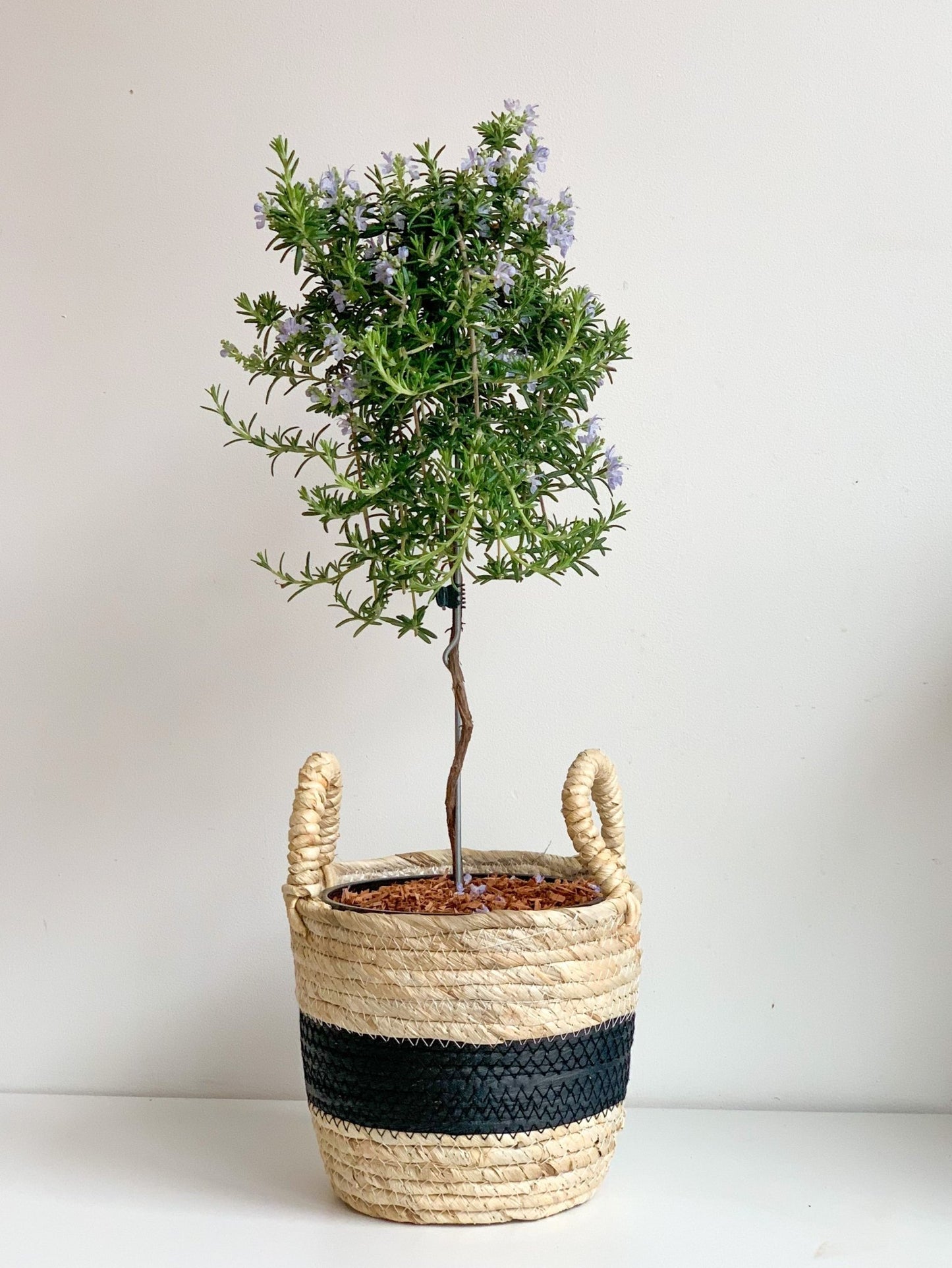 Rosemarie (Romarin) - Alma Plantes