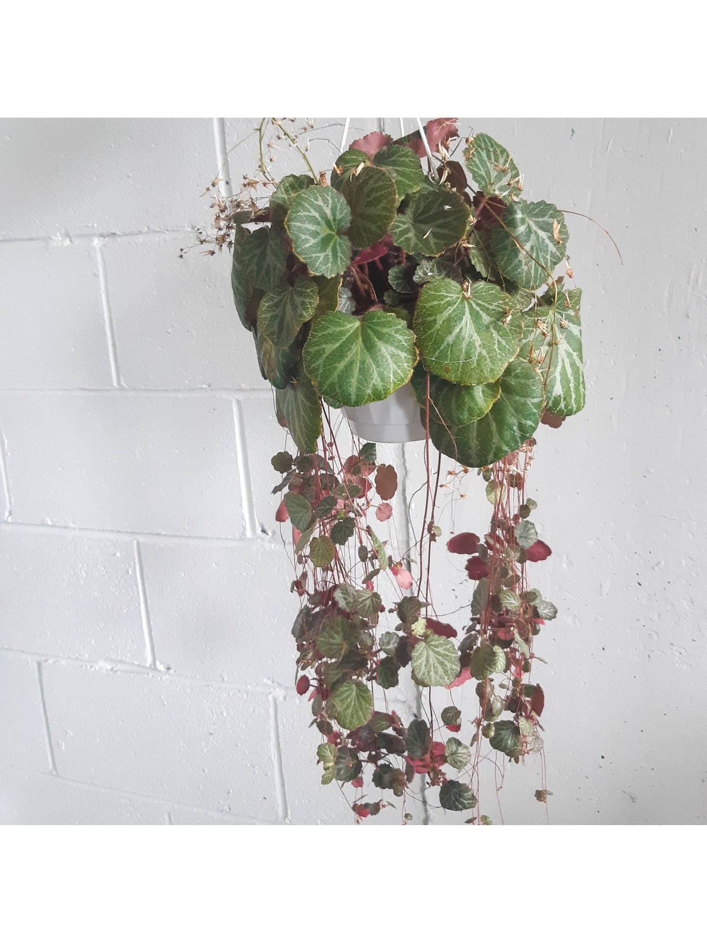 Sally (Saxifraga) - Alma Plantes