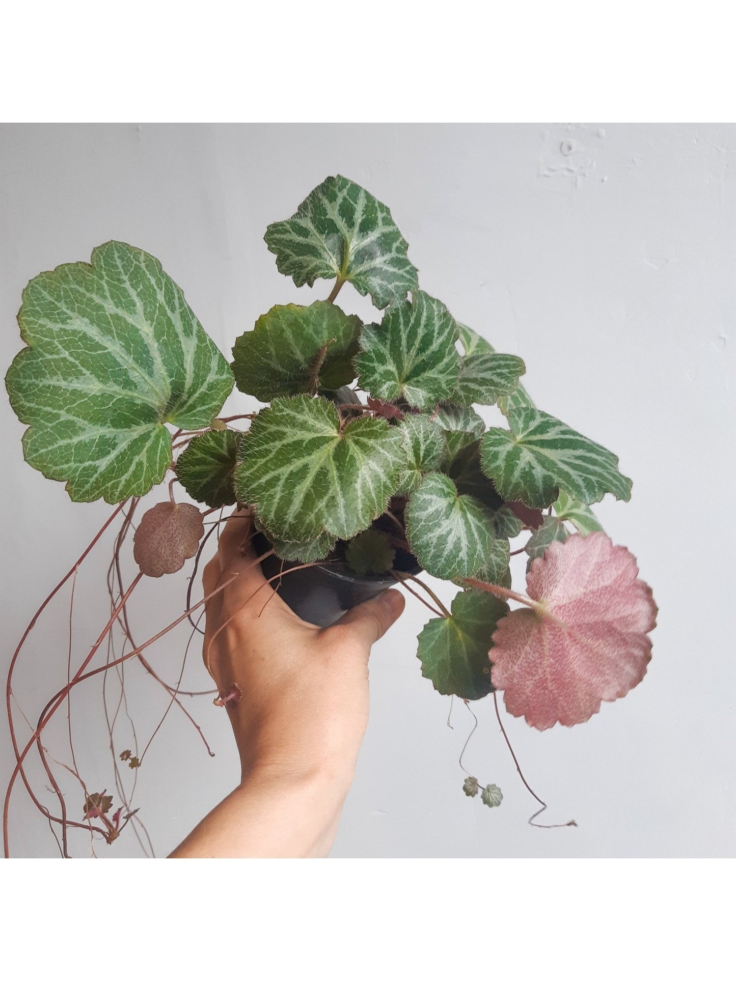 Sally (Saxifraga) - Alma Plantes