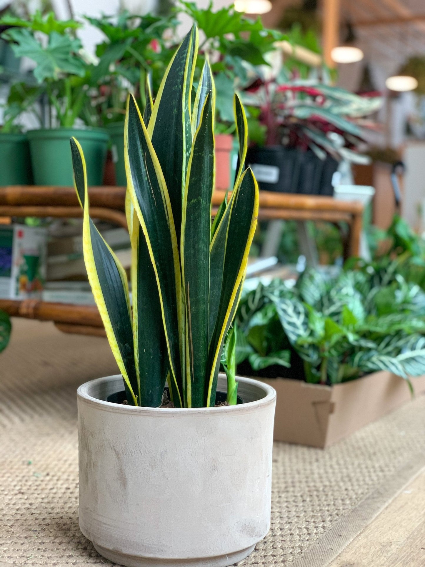 Salomé (Sansevière) - Alma Plantes