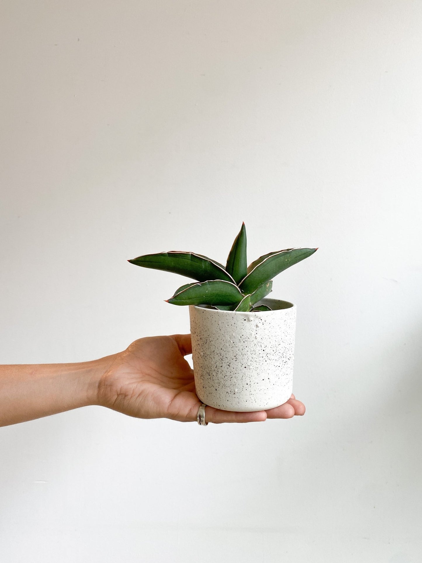 Samurai (Sansevière) - Alma Plantes