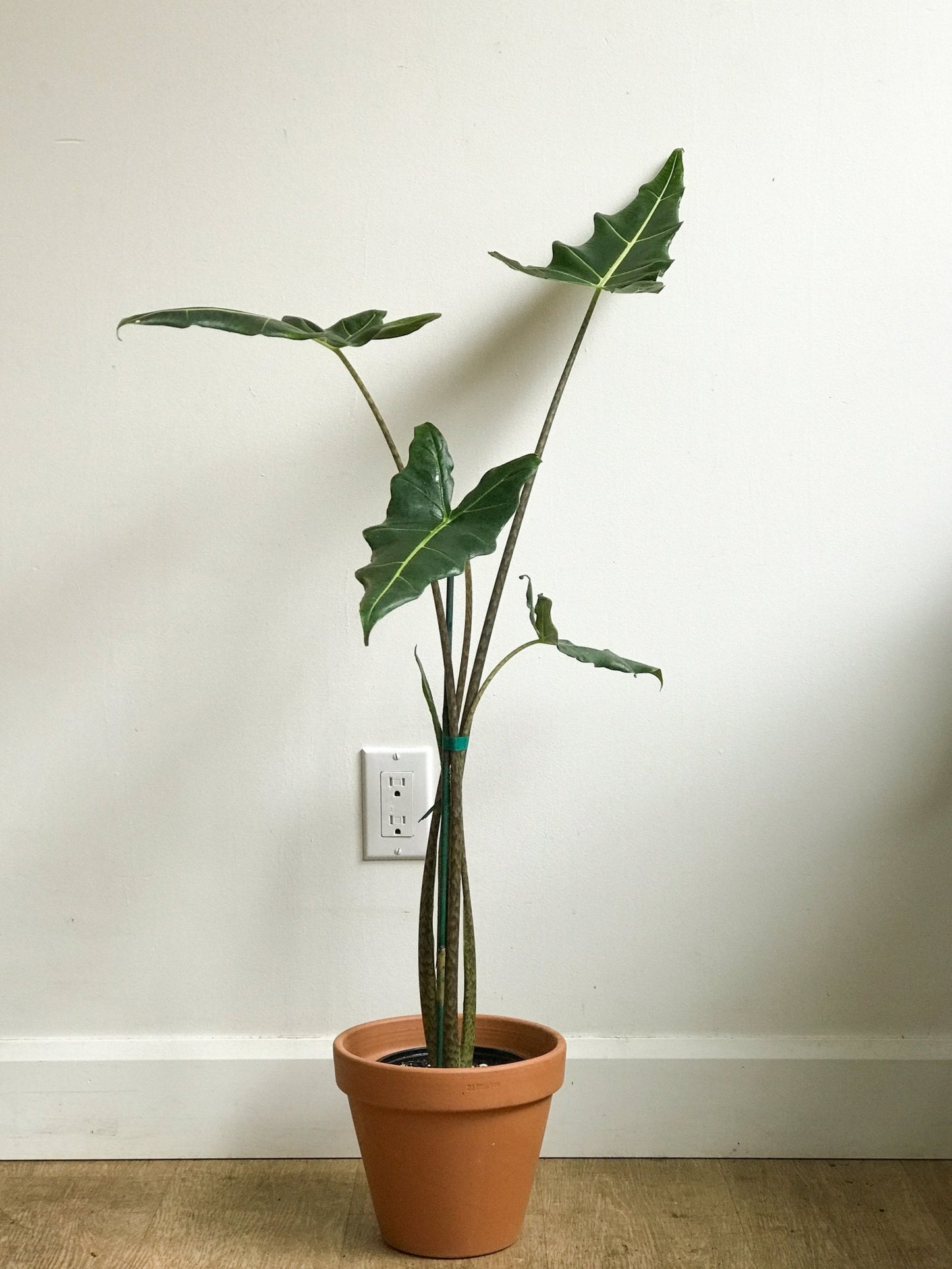 Sarian (Alocasia) - Alma Plantes