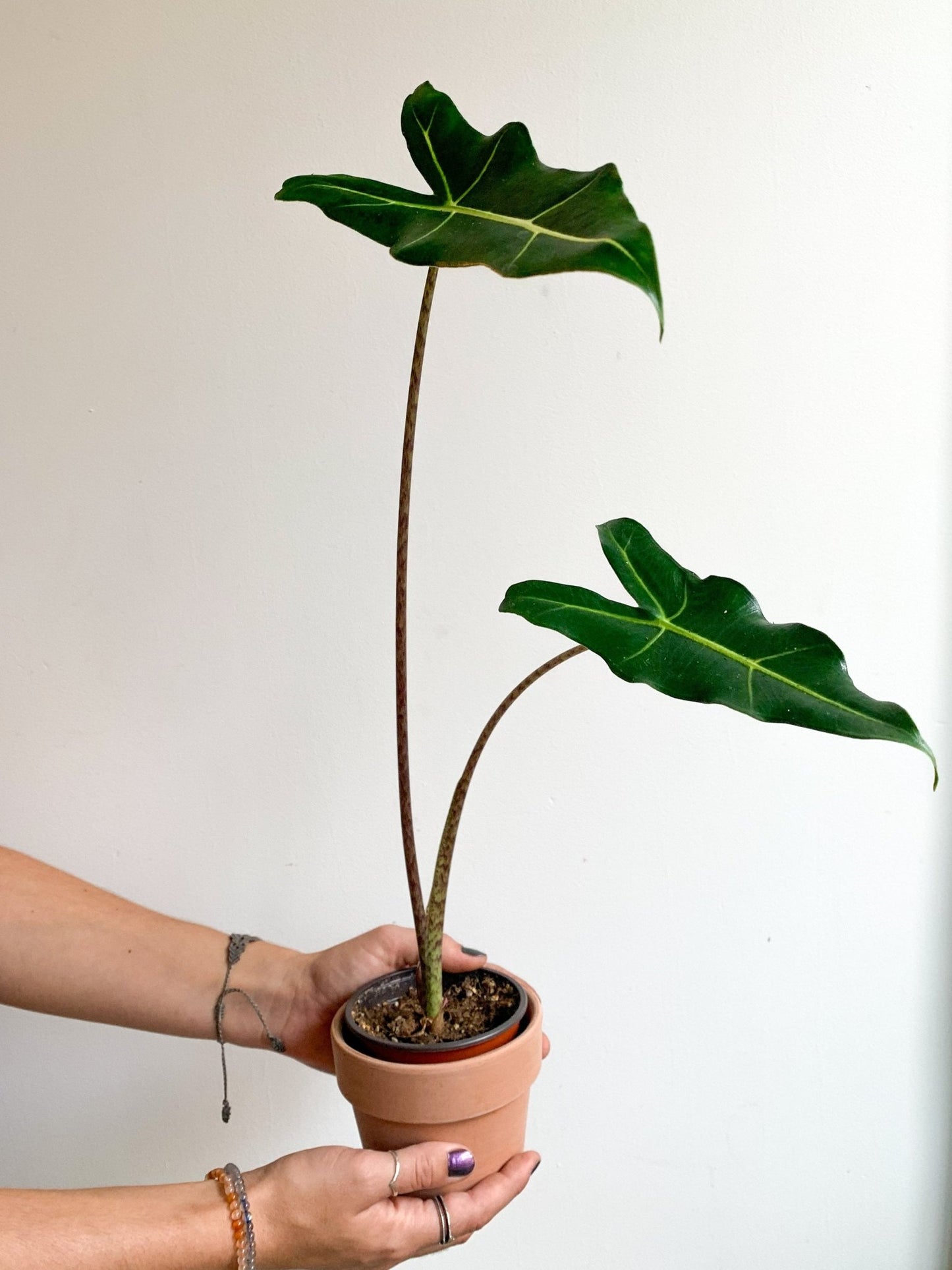 Sarian (Alocasia) - Alma Plantes
