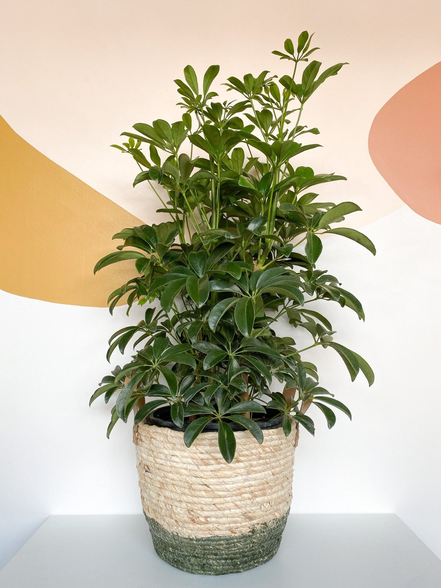 Scott (Schefflera) - Alma Plantes