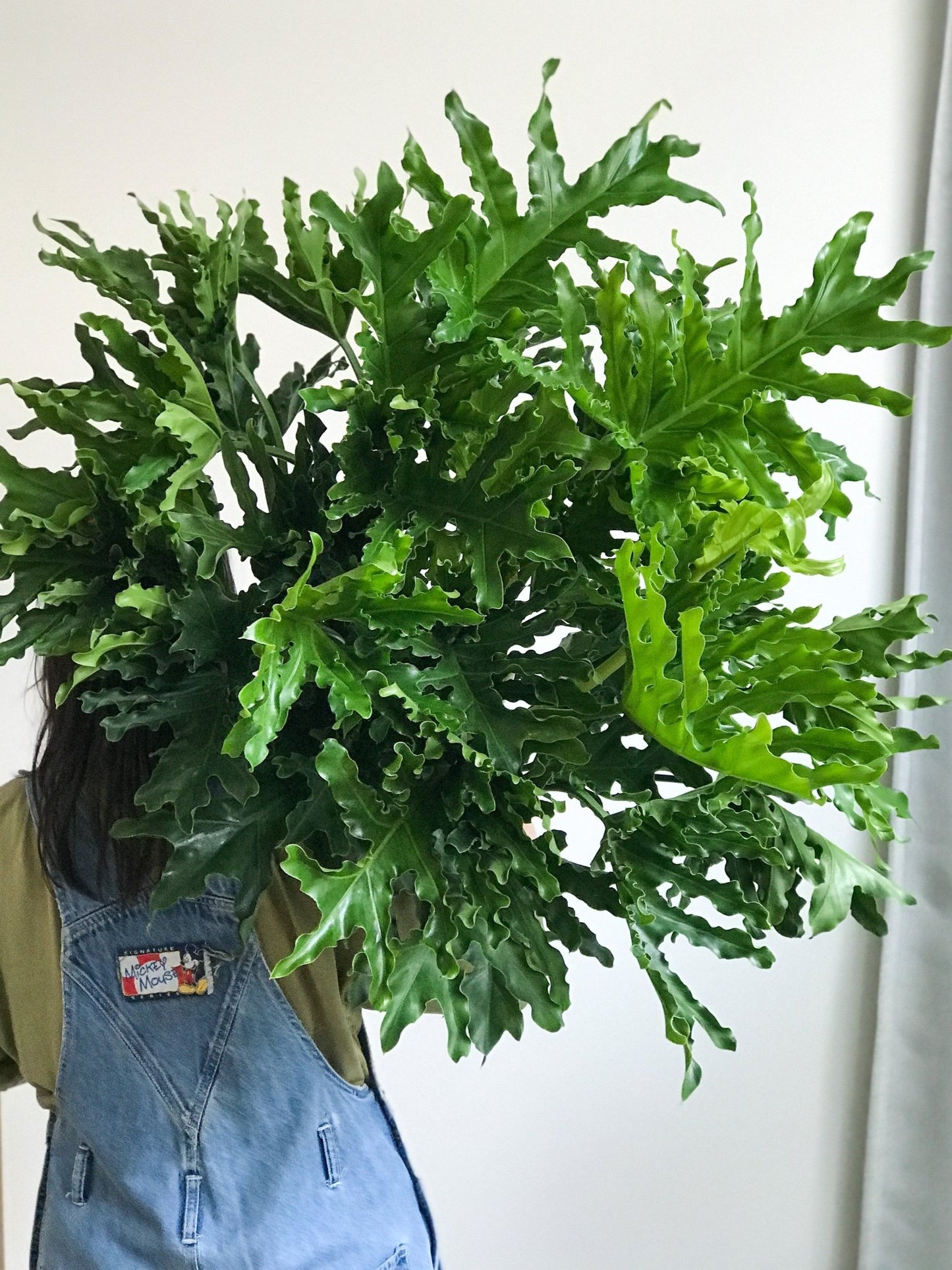 Selloum (Thaumatophyllum) - Alma Plantes