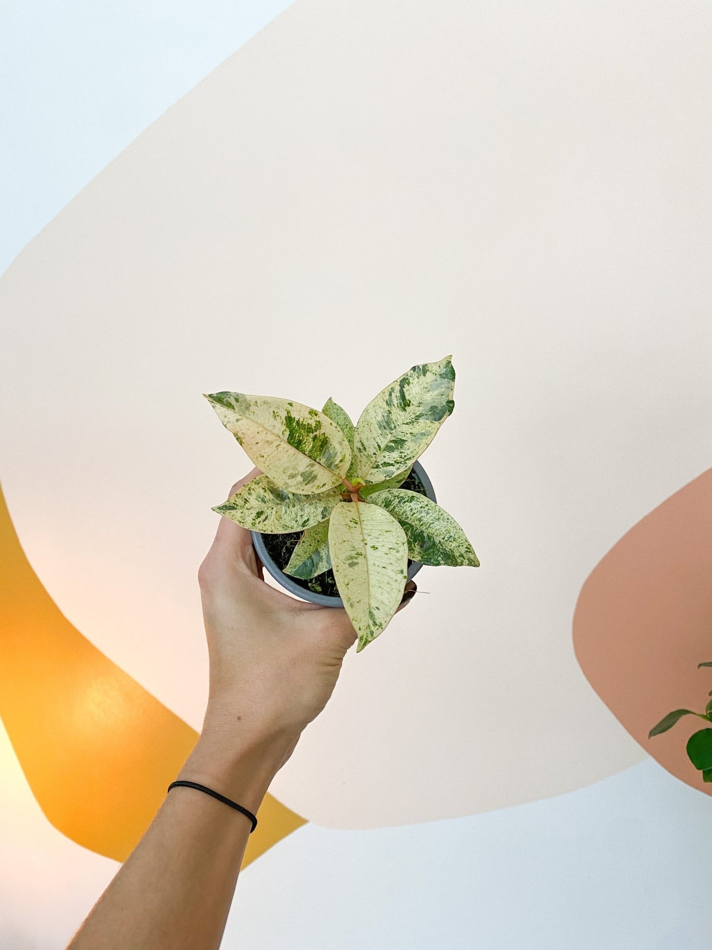 Shivereana (Ficus) - Alma Plantes